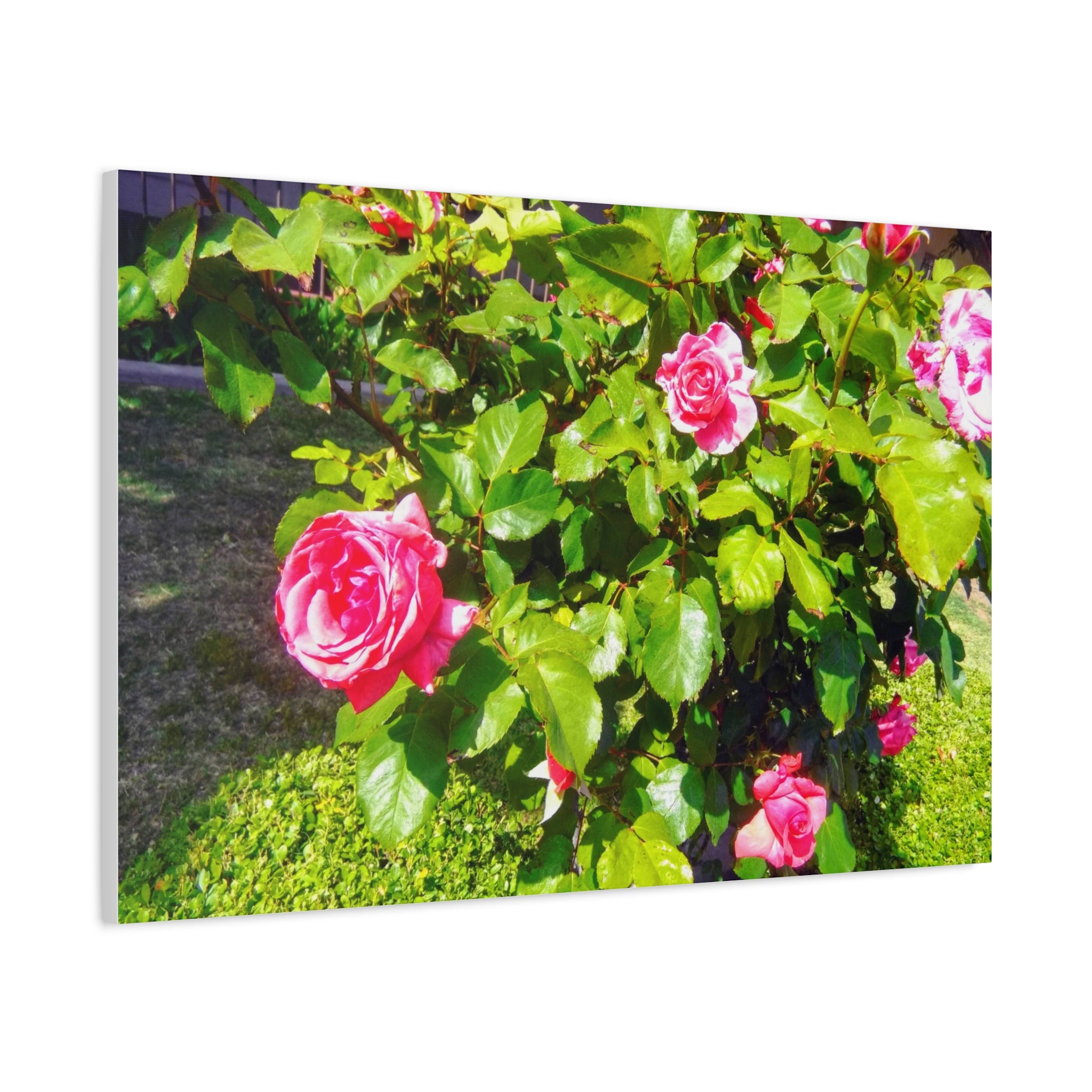 Floral Canvas Wall Art, Pink Rose Decor, Home Gallery Piece, Flower Photography, Garden Wall Decor, Floral Print