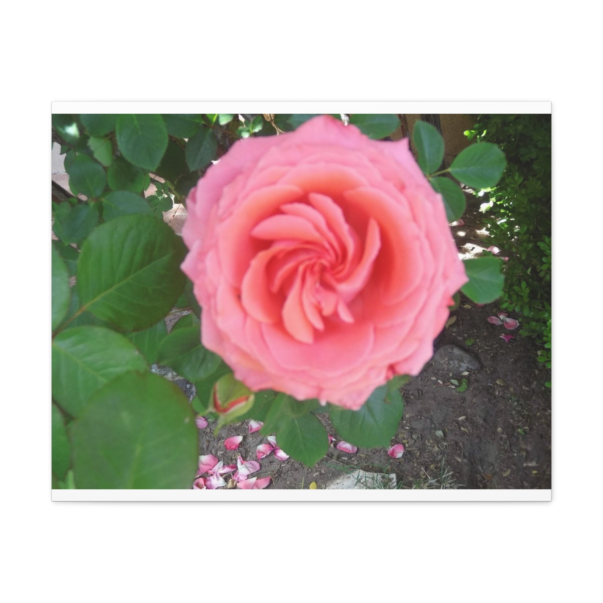 Pink Rose Canvas Wall Art, Floral Decor for Home, Perfect Gift for Nature Lovers, Elegant Wall Hanging, Mother's Day Decoration