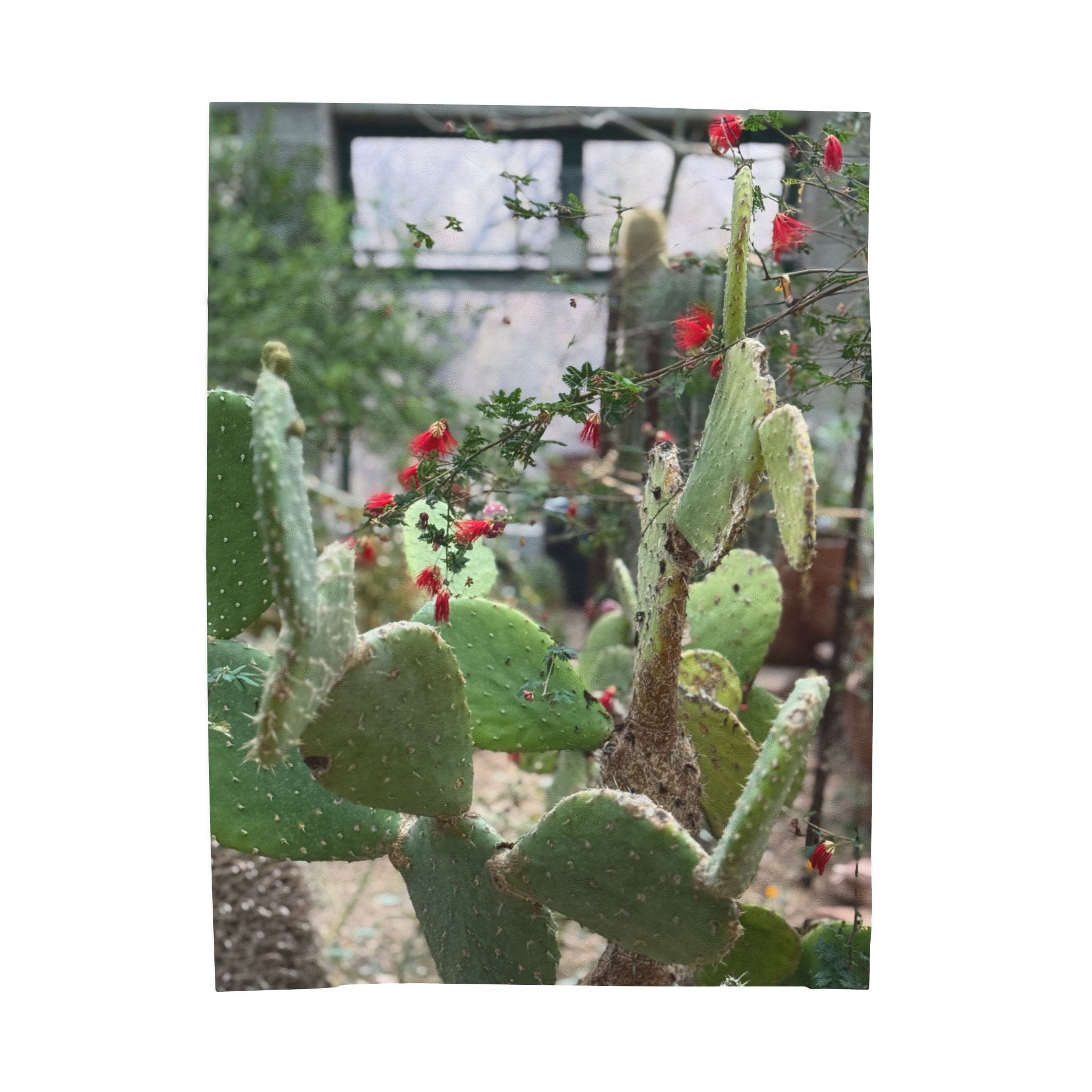 Cactus Garden Velveteen Plush Blanket | Cozy Home Decor, Soft Throw for All Seasons, Gift for Plant Lovers, Nursery Accent, Cactus-Themed