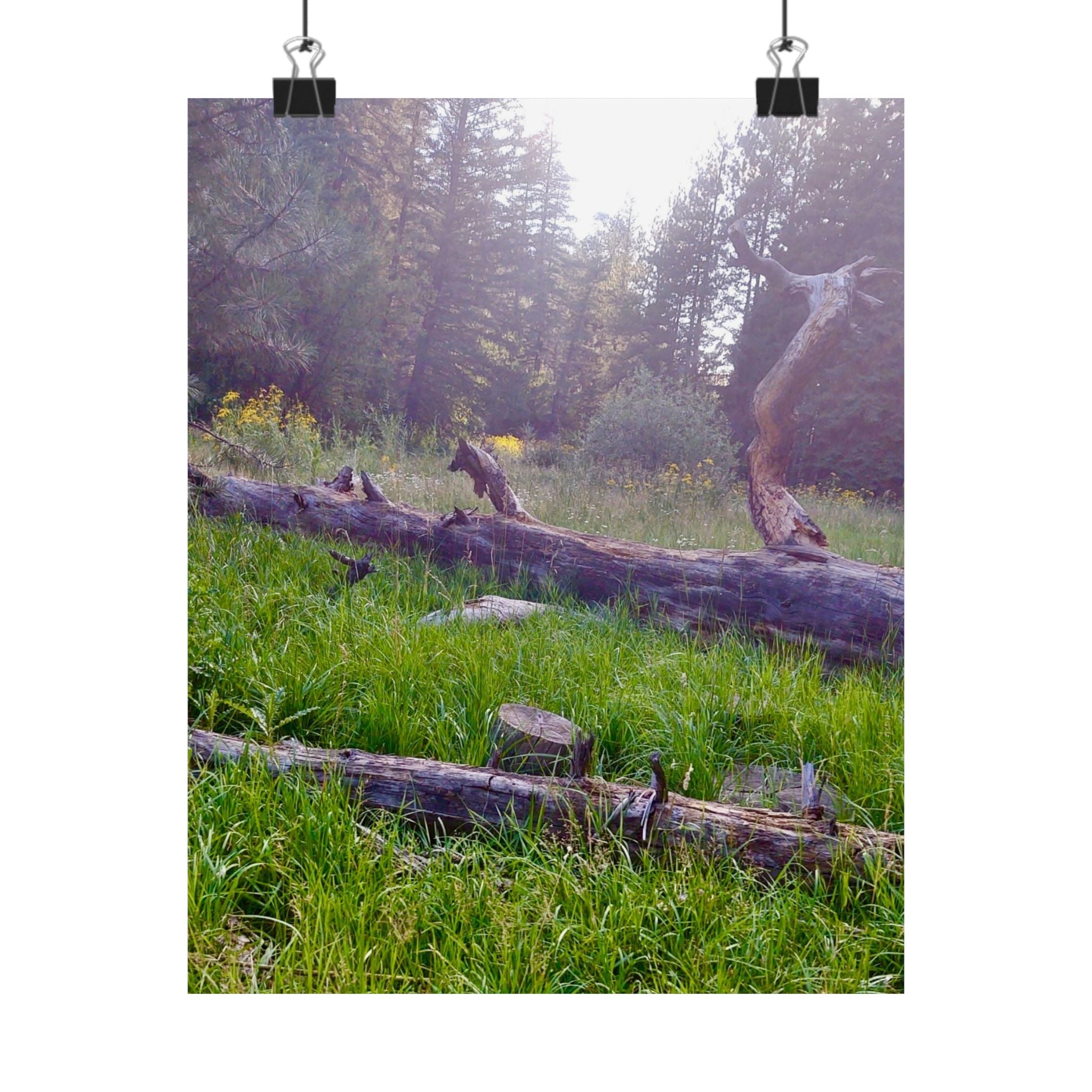 Nature-Inspired Matte Vertical Posters, Wall Art Decor, Forest Photo Prints, Home Aesthetic, Gift for Nature Lovers