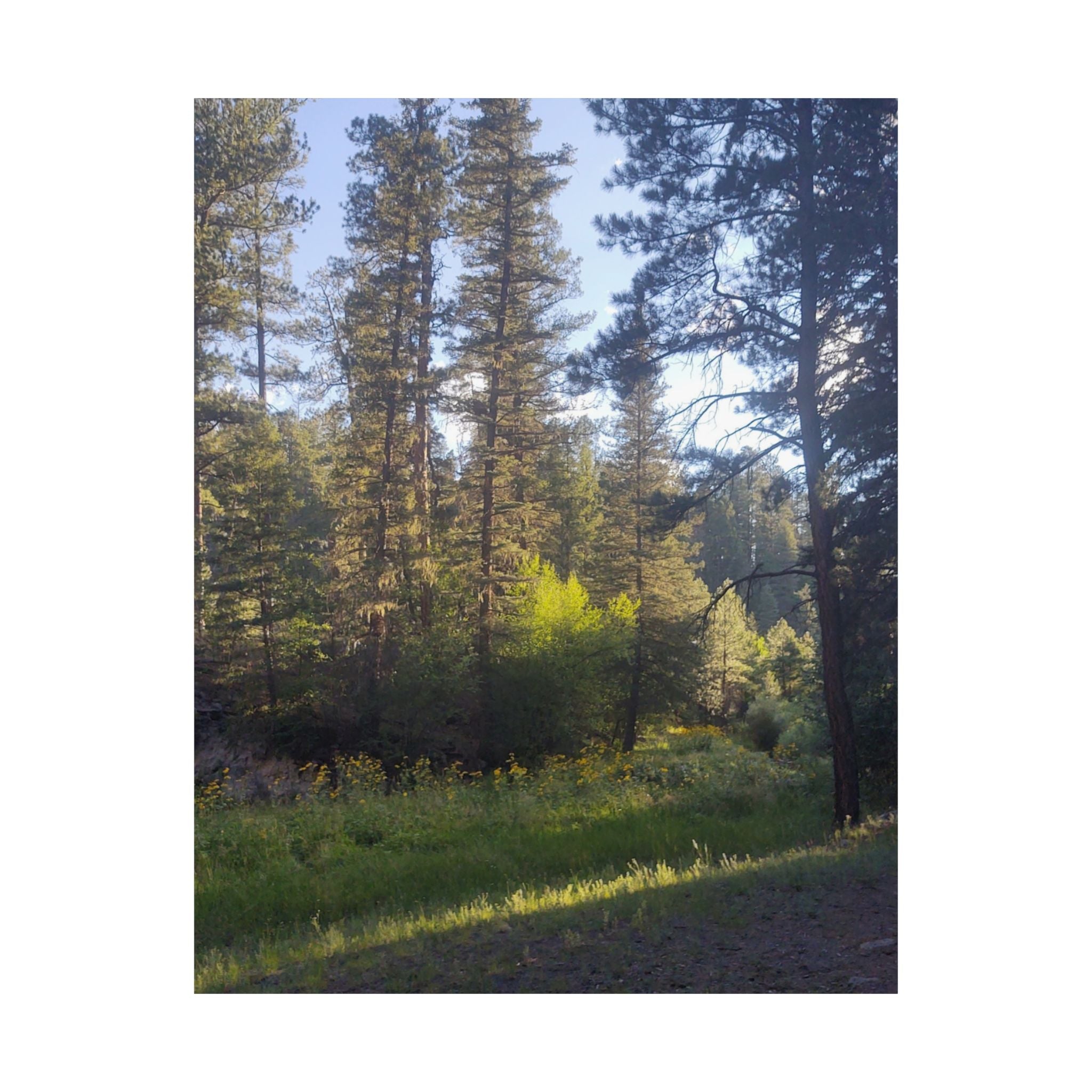 Nature-Inspired Matte Vertical Posters, Forest Wall Art, Home Décor, Greenery Prints, Gifts for Nature Lovers, Nature Photography