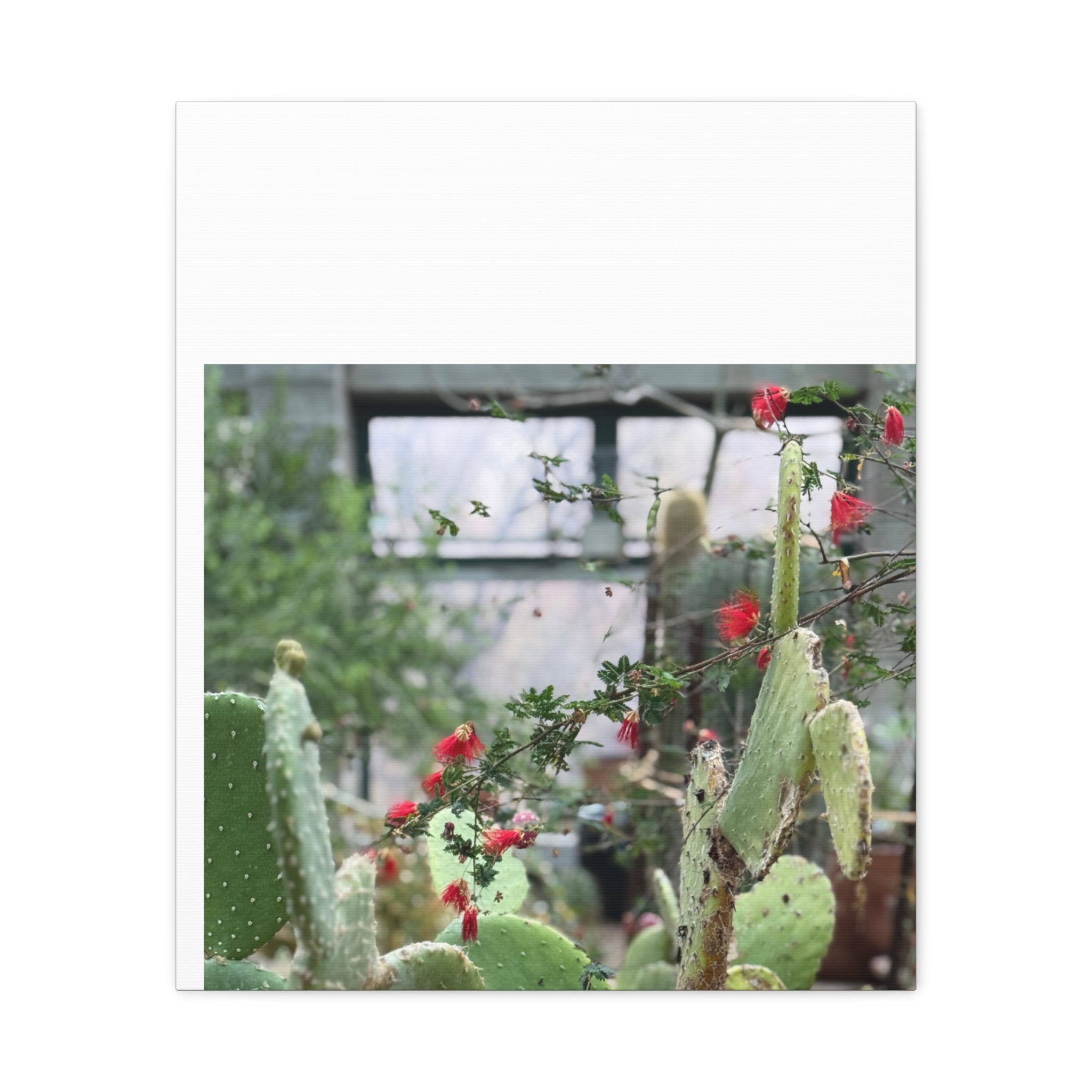 Cactus Wall Art Print, Nature Home Decor, Bohemian Style Artwork, Botanical Gift, Succulent Canvas