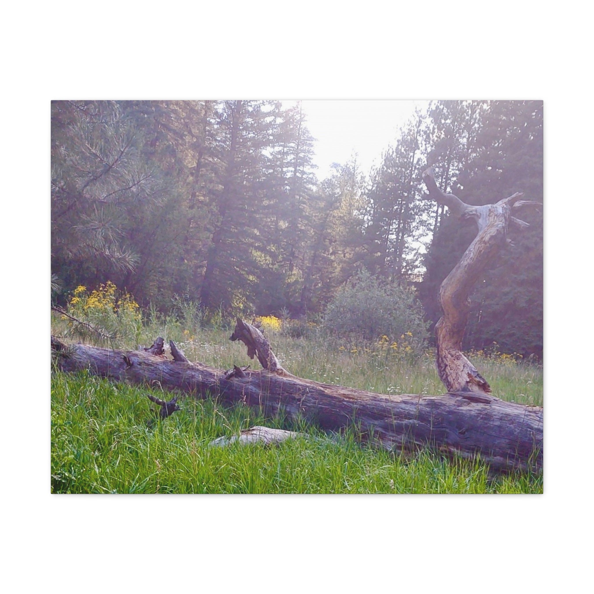 Matte Canvas Wall Art - Serene Nature Scene, Perfect for Home Decor, Gift for Nature Lovers, Office Wall Decoration, Rustic Art Print