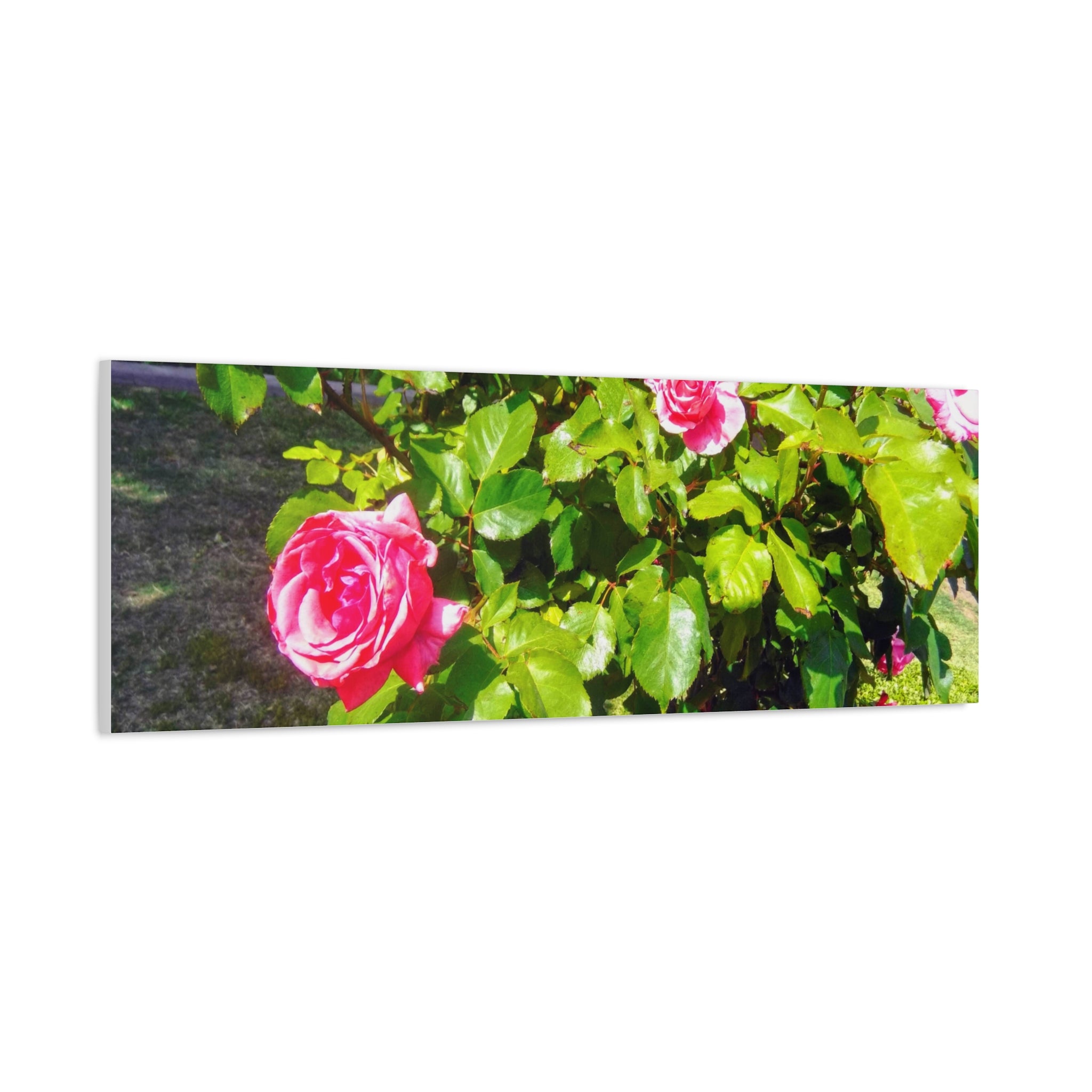 Floral Canvas Wall Art, Pink Rose Decor, Home Gallery Piece, Flower Photography, Garden Wall Decor, Floral Print