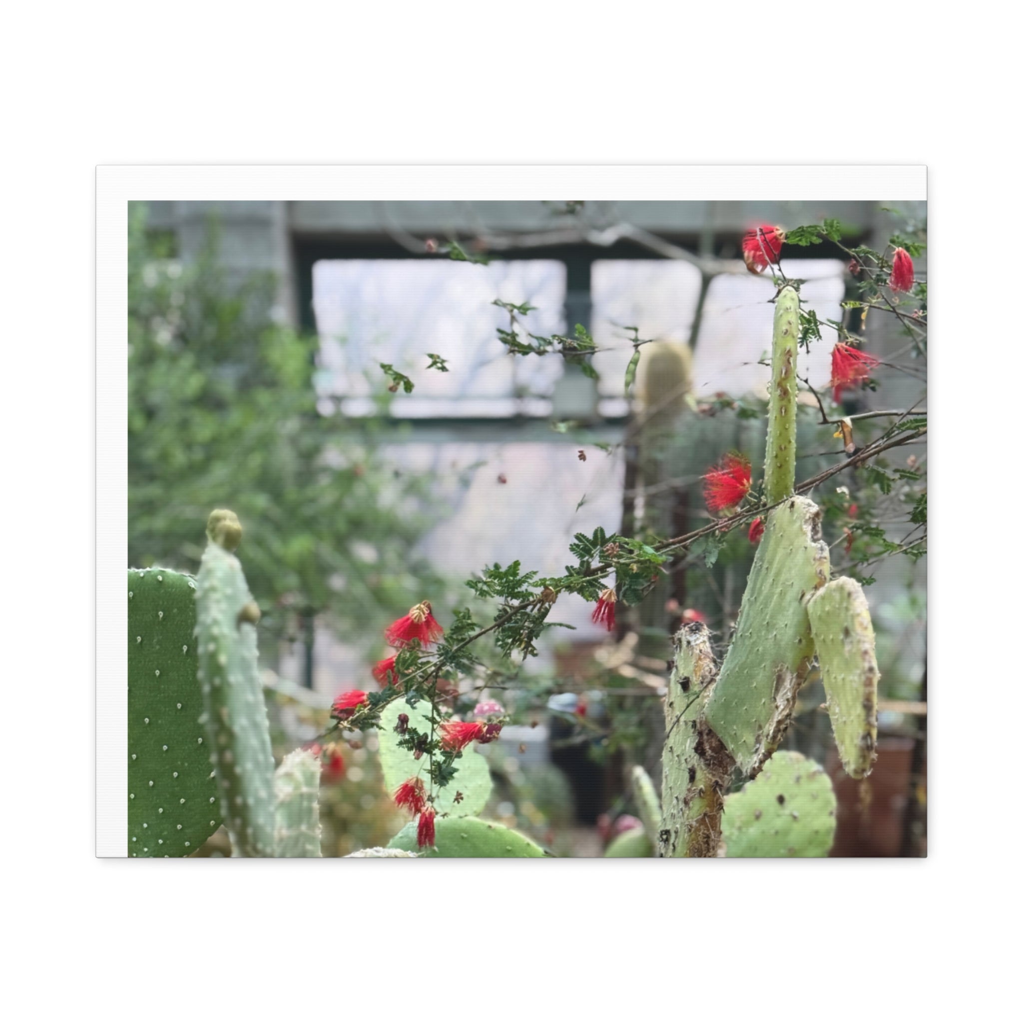 Cactus Wall Art Print, Nature Home Decor, Bohemian Style Artwork, Botanical Gift, Succulent Canvas