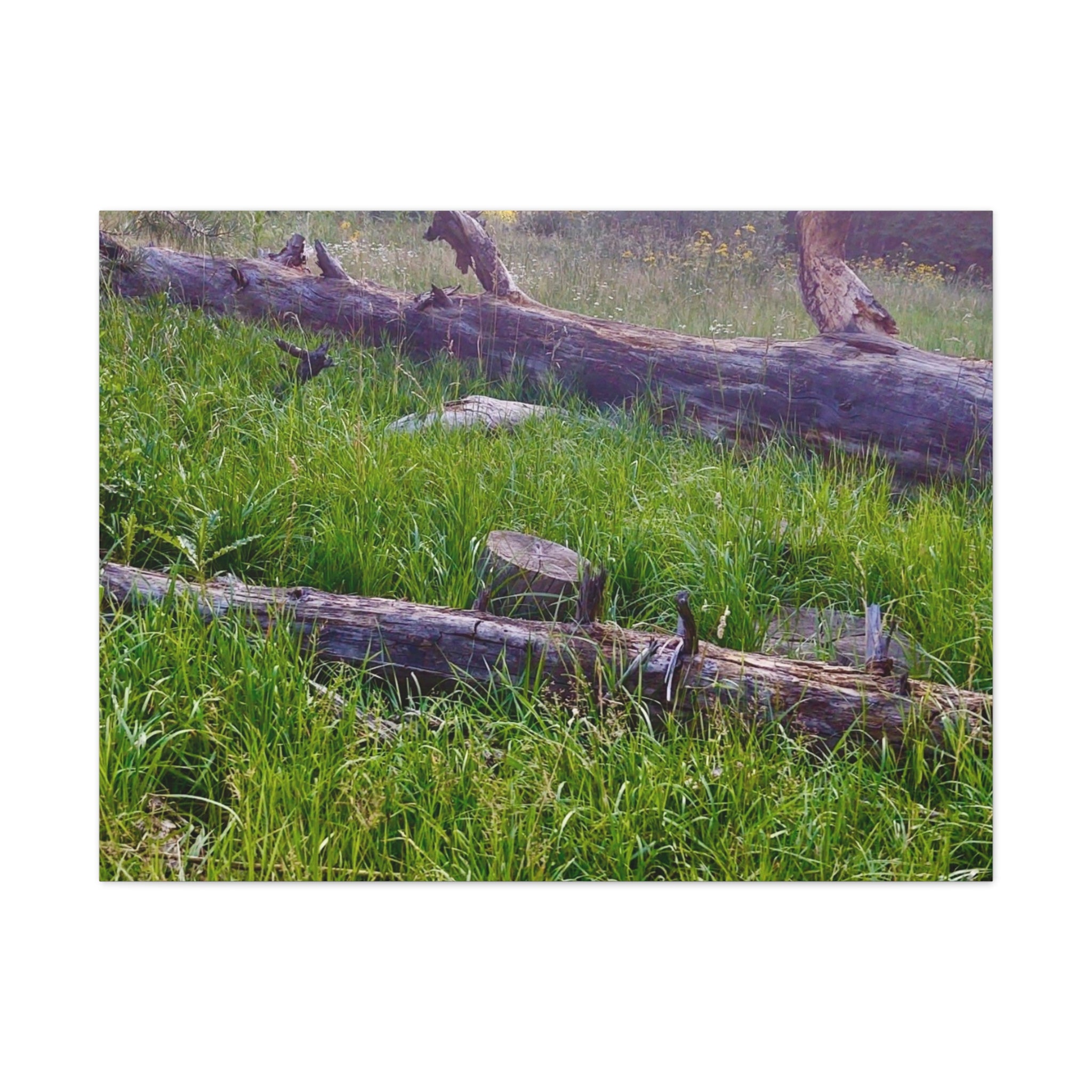 Classic Canvas Wall Art - Nature Decor, Outdoor Wall Hanging, Home Aesthetic, Gift for Nature Lovers, Rustic Cabin Decor