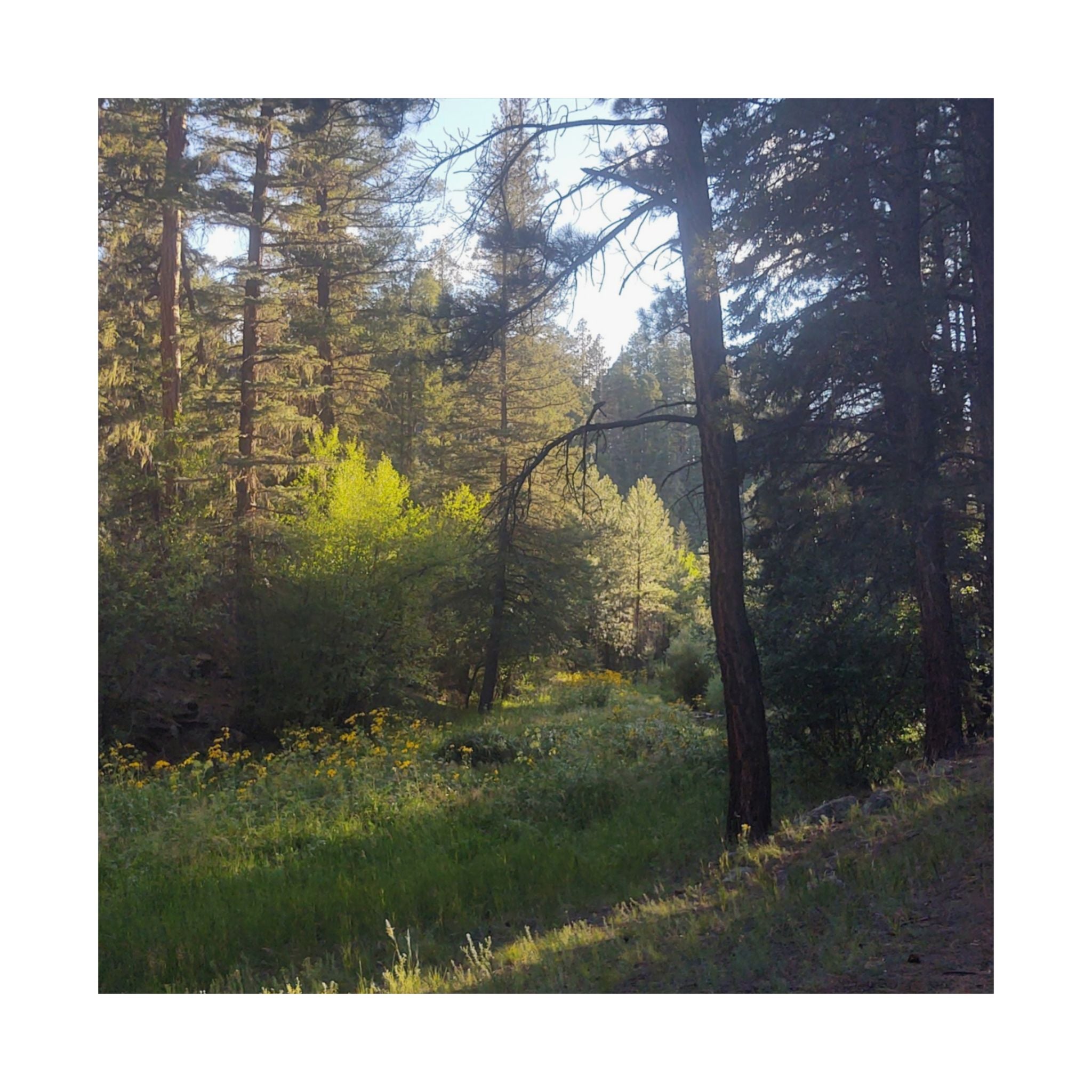 Nature-Inspired Vertical Posters, Scenic Wall Art, Home Décor, Forest Print, Gift for Nature Lovers