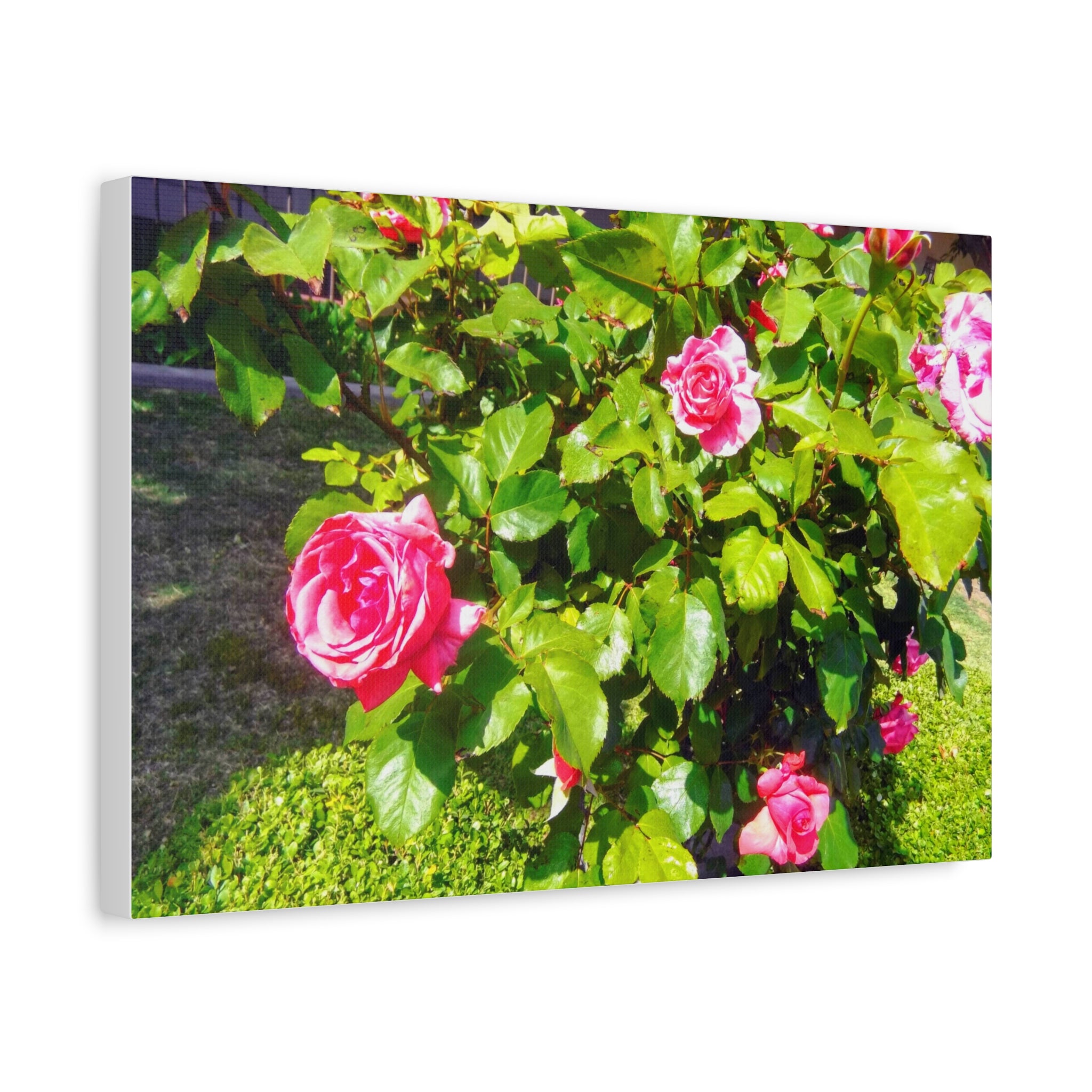 Floral Canvas Wall Art, Pink Rose Decor, Home Gallery Piece, Flower Photography, Garden Wall Decor, Floral Print