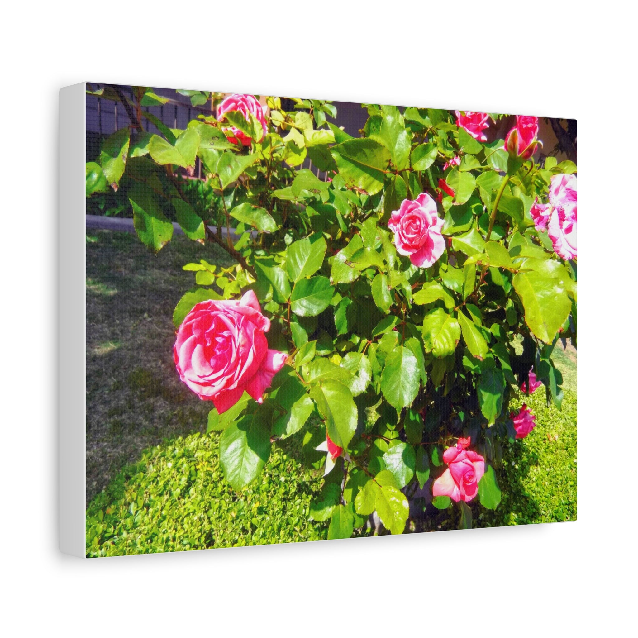 Floral Canvas Wall Art, Pink Rose Decor, Home Gallery Piece, Flower Photography, Garden Wall Decor, Floral Print
