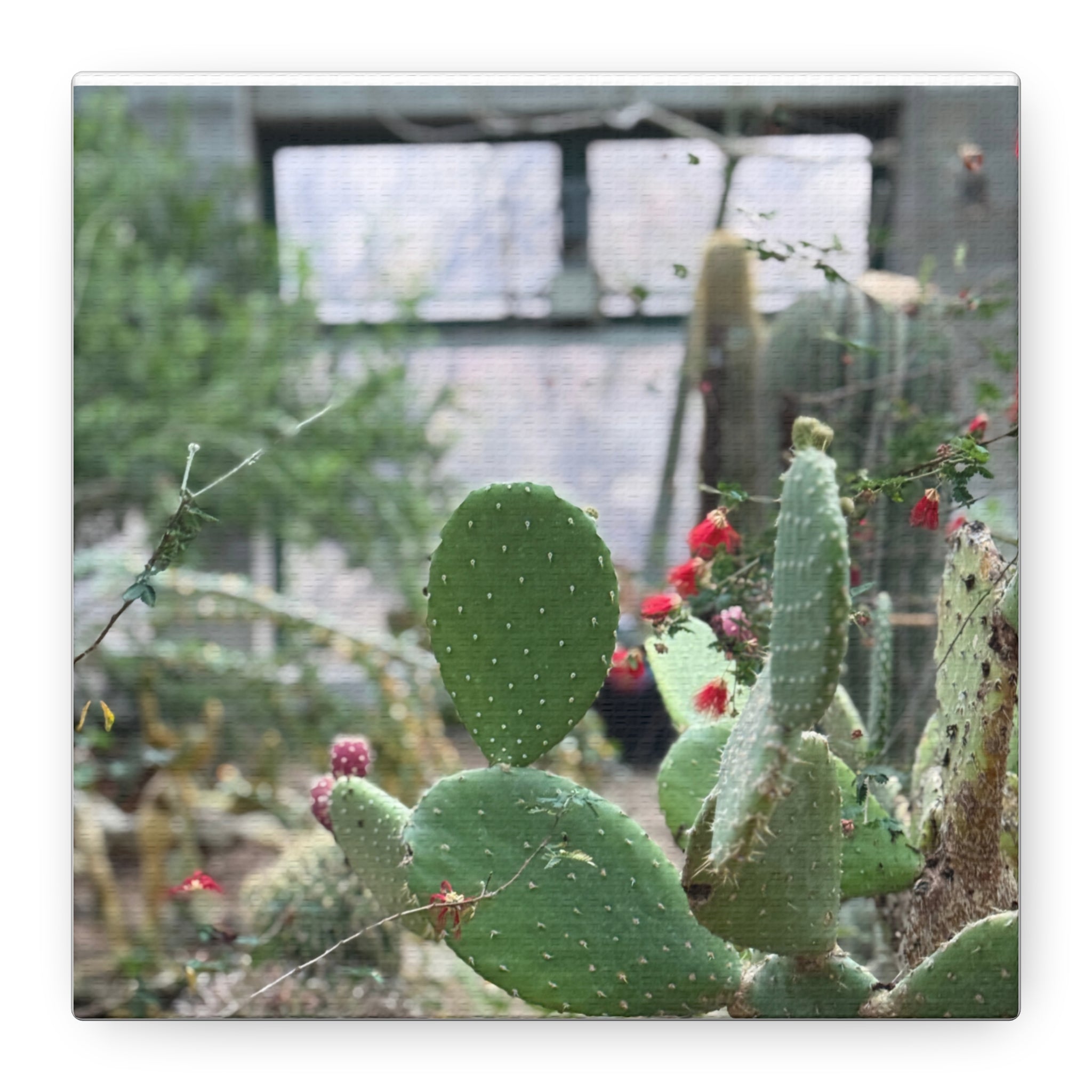 Cactus Matte Canvas Wall Art, Nature Decor, Southwestern Room Design, Green Plant Prints, Home and Office Wall Decor