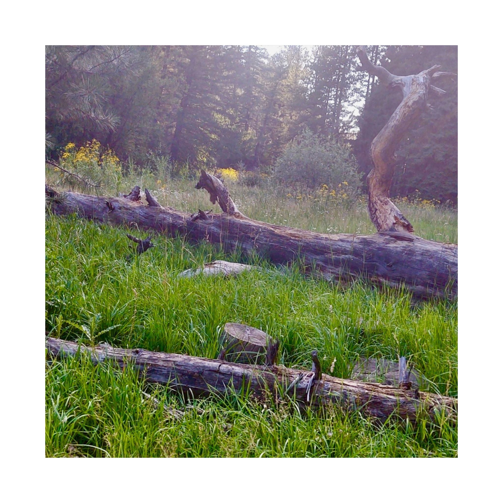 Nature-Inspired Matte Vertical Posters, Wall Art Decor, Forest Photo Prints, Home Aesthetic, Gift for Nature Lovers