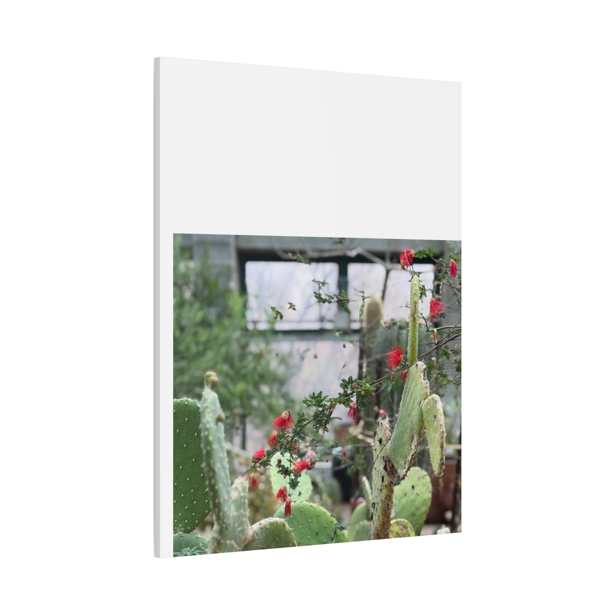Cactus Wall Art Print, Nature Home Decor, Bohemian Style Artwork, Botanical Gift, Succulent Canvas