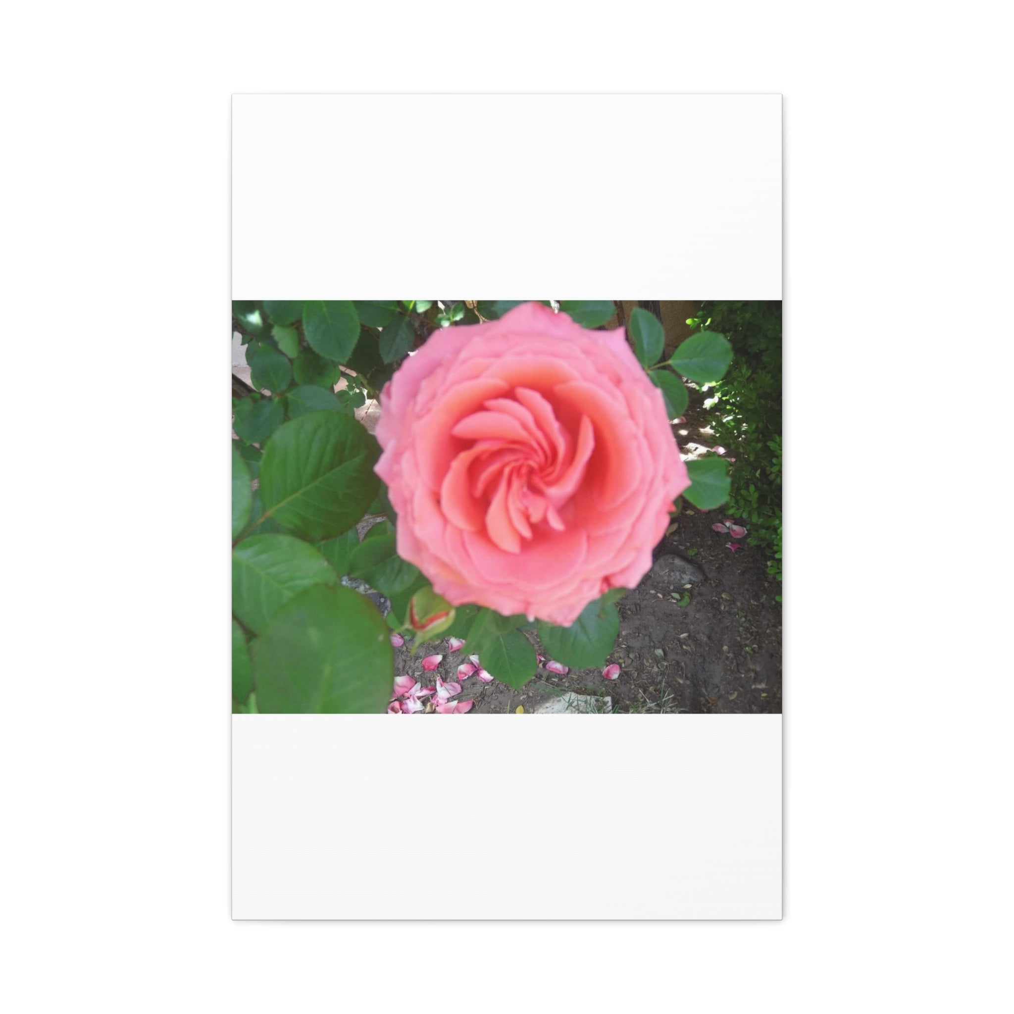 Pink Rose Canvas Wall Art, Floral Decor for Home, Perfect Gift for Nature Lovers, Elegant Wall Hanging, Mother's Day Decoration
