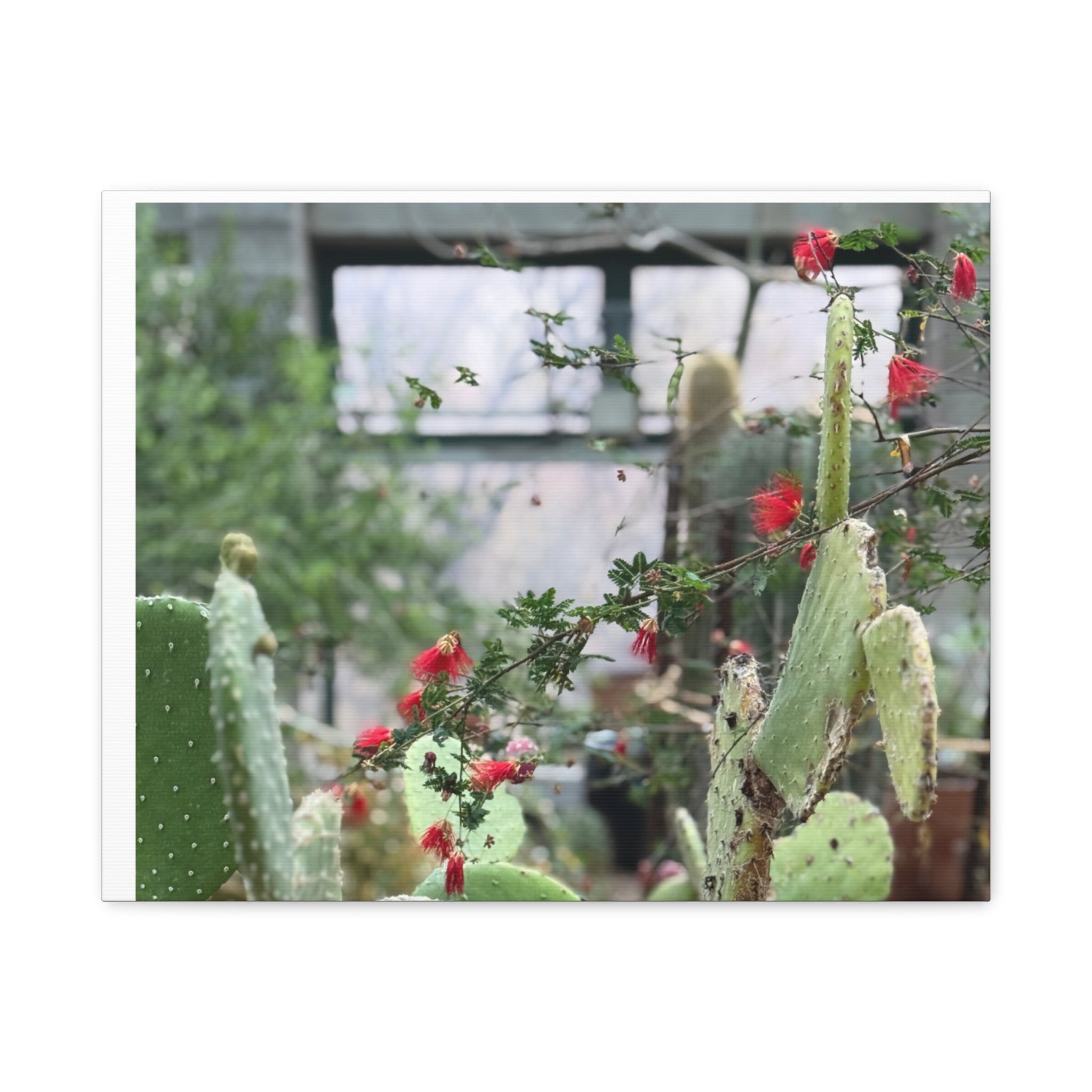 Cactus Wall Art Print, Nature Home Decor, Bohemian Style Artwork, Botanical Gift, Succulent Canvas