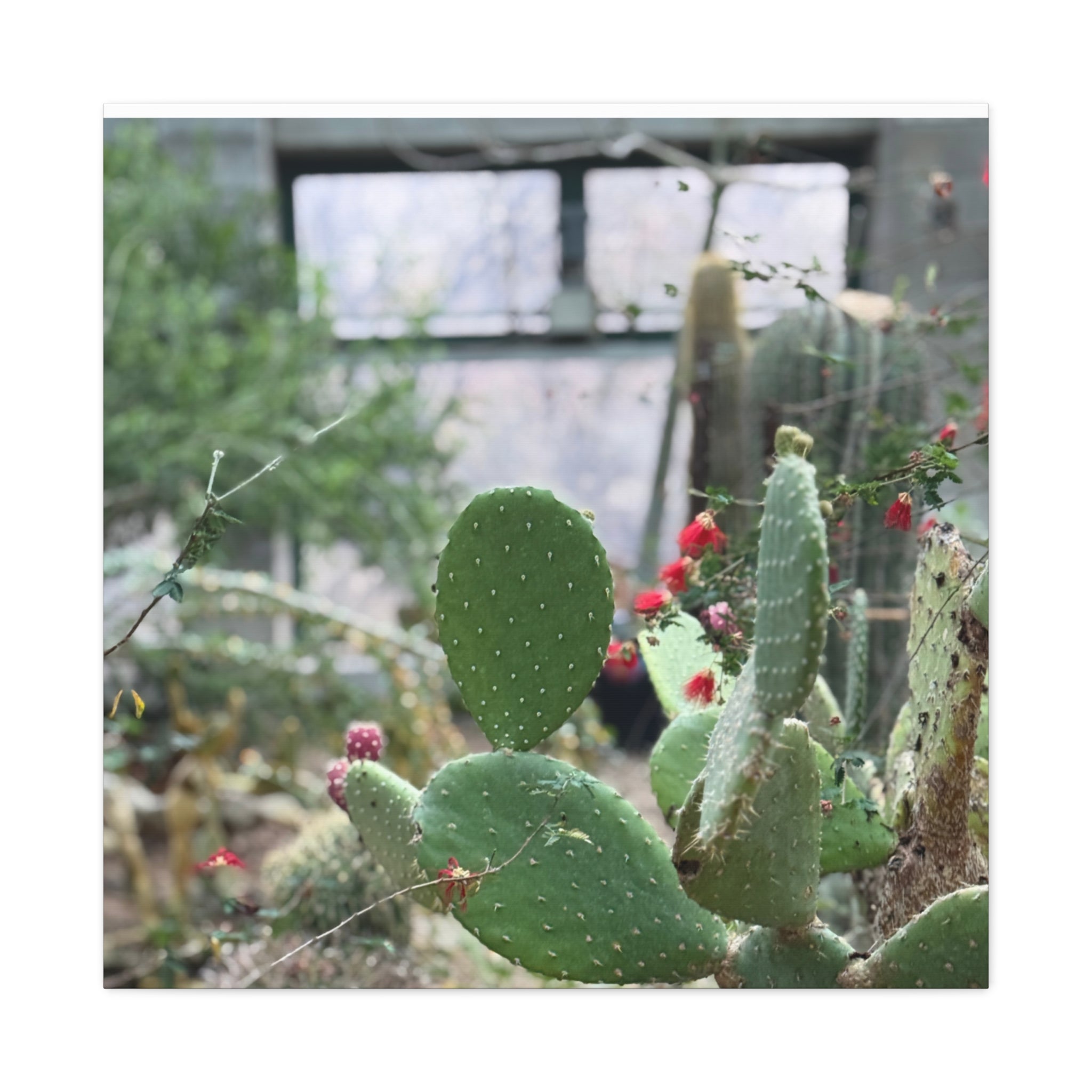 Cactus Matte Canvas Wall Art, Nature Decor, Southwestern Room Design, Green Plant Prints, Home and Office Wall Decor