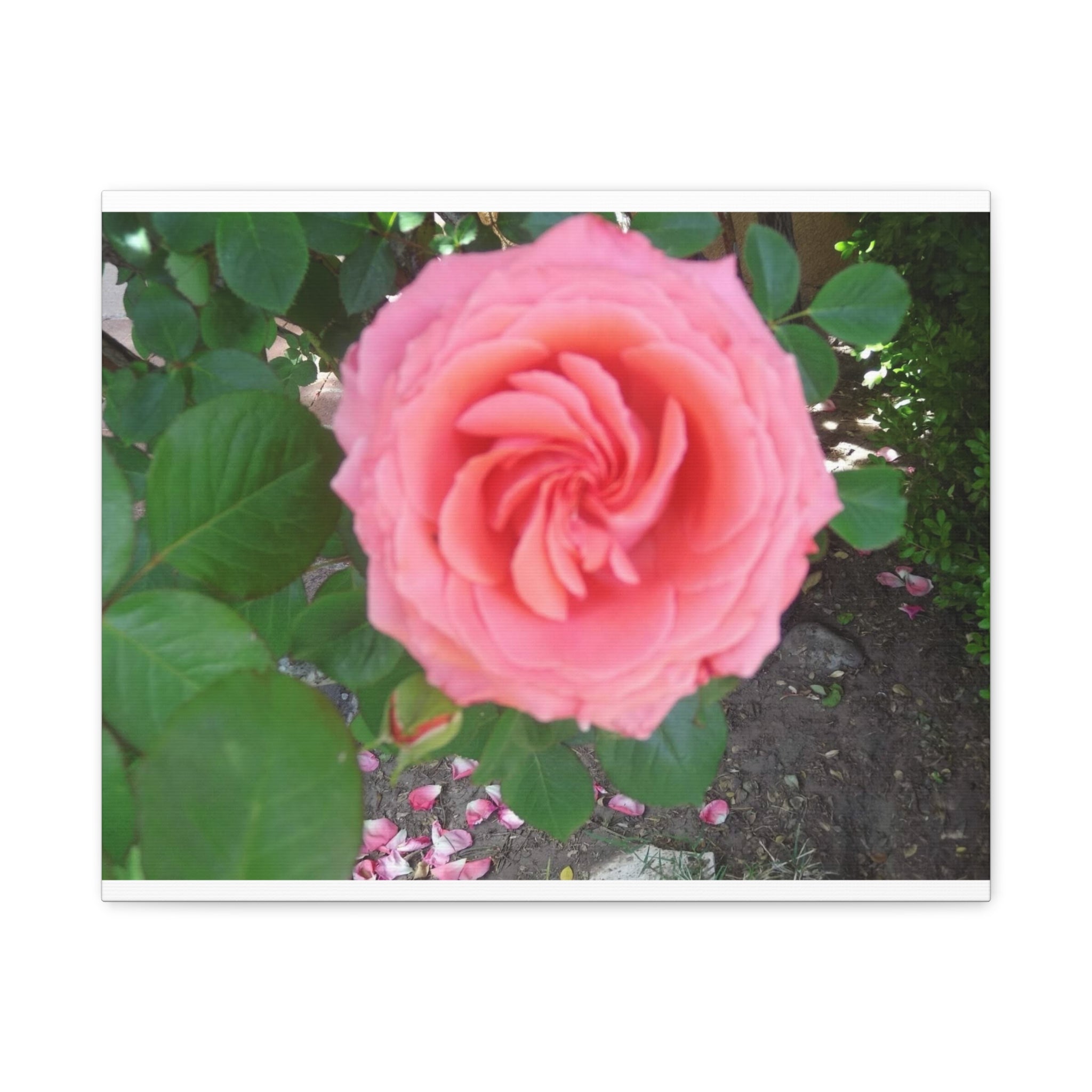 Pink Rose Canvas Wall Art, Floral Decor for Home, Perfect Gift for Nature Lovers, Elegant Wall Hanging, Mother's Day Decoration