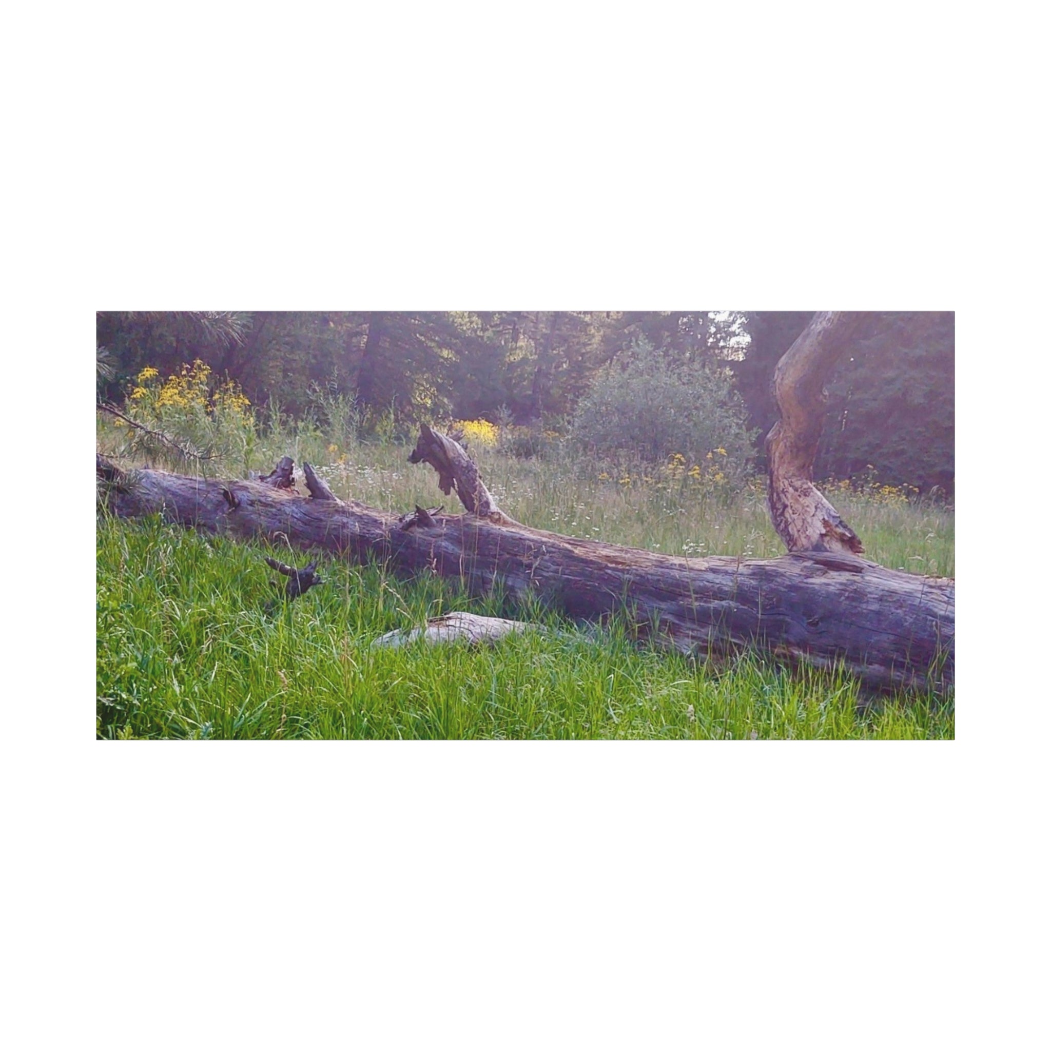 Matte Canvas Wall Art - Serene Nature Scene, Perfect for Home Decor, Gift for Nature Lovers, Office Wall Decoration, Rustic Art Print