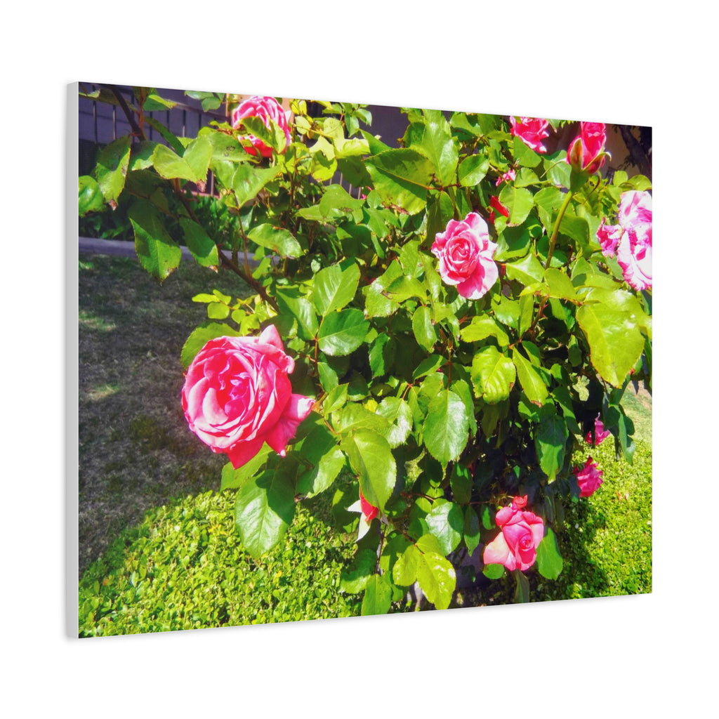 Floral Canvas Wall Art, Pink Rose Decor, Home Gallery Piece, Flower Photography, Garden Wall Decor, Floral Print
