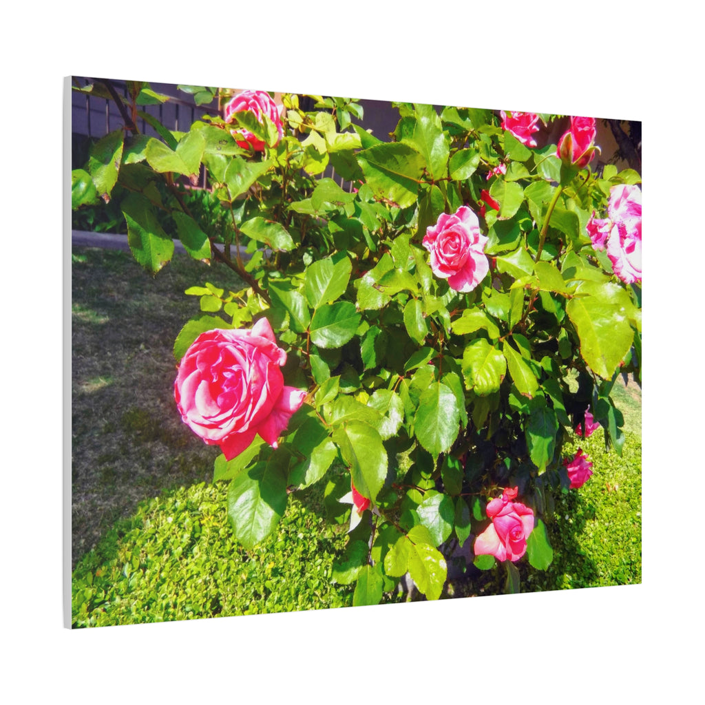 Floral Canvas Wall Art, Pink Rose Decor, Home Gallery Piece, Flower Photography, Garden Wall Decor, Floral Print