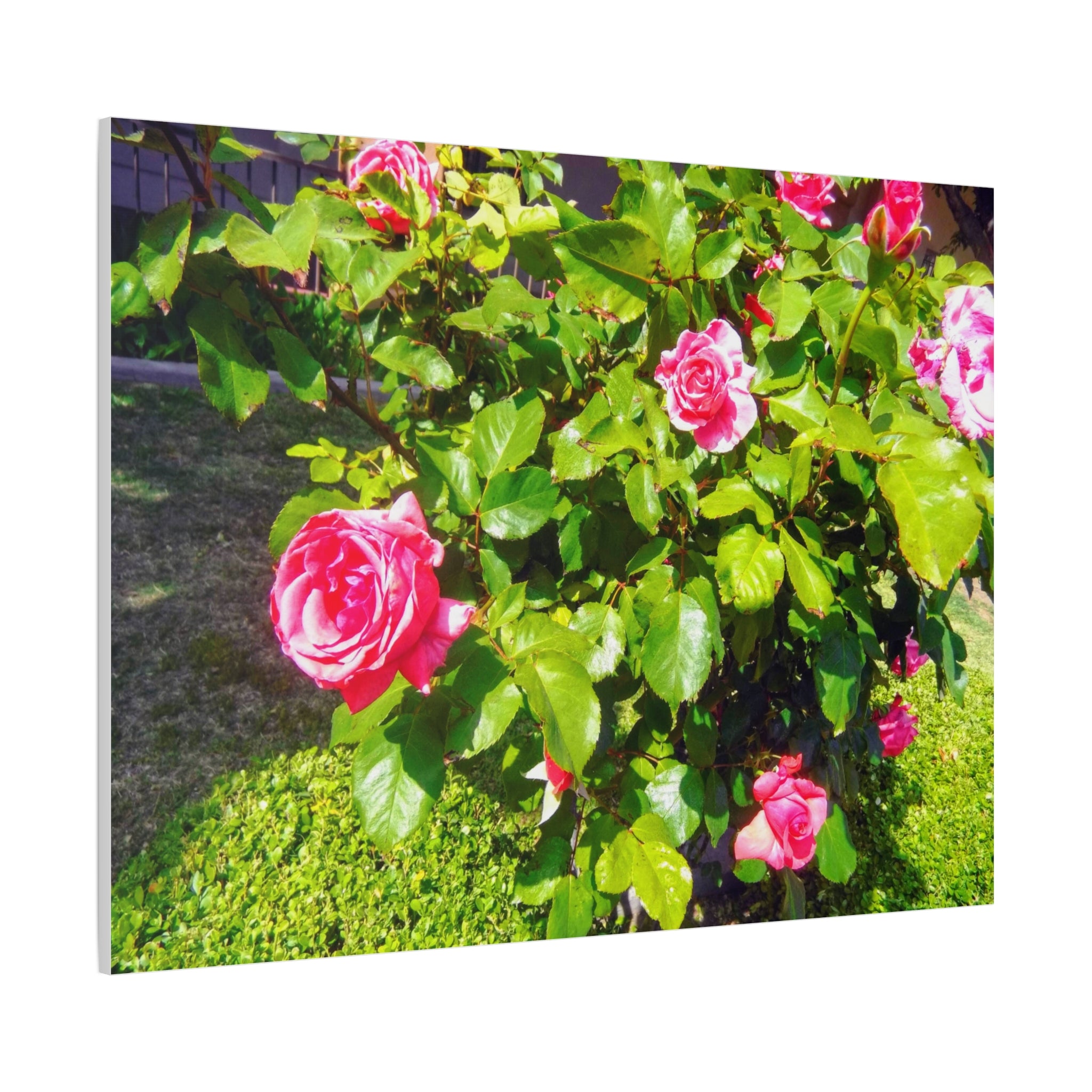 Floral Canvas Wall Art, Pink Rose Decor, Home Gallery Piece, Flower Photography, Garden Wall Decor, Floral Print