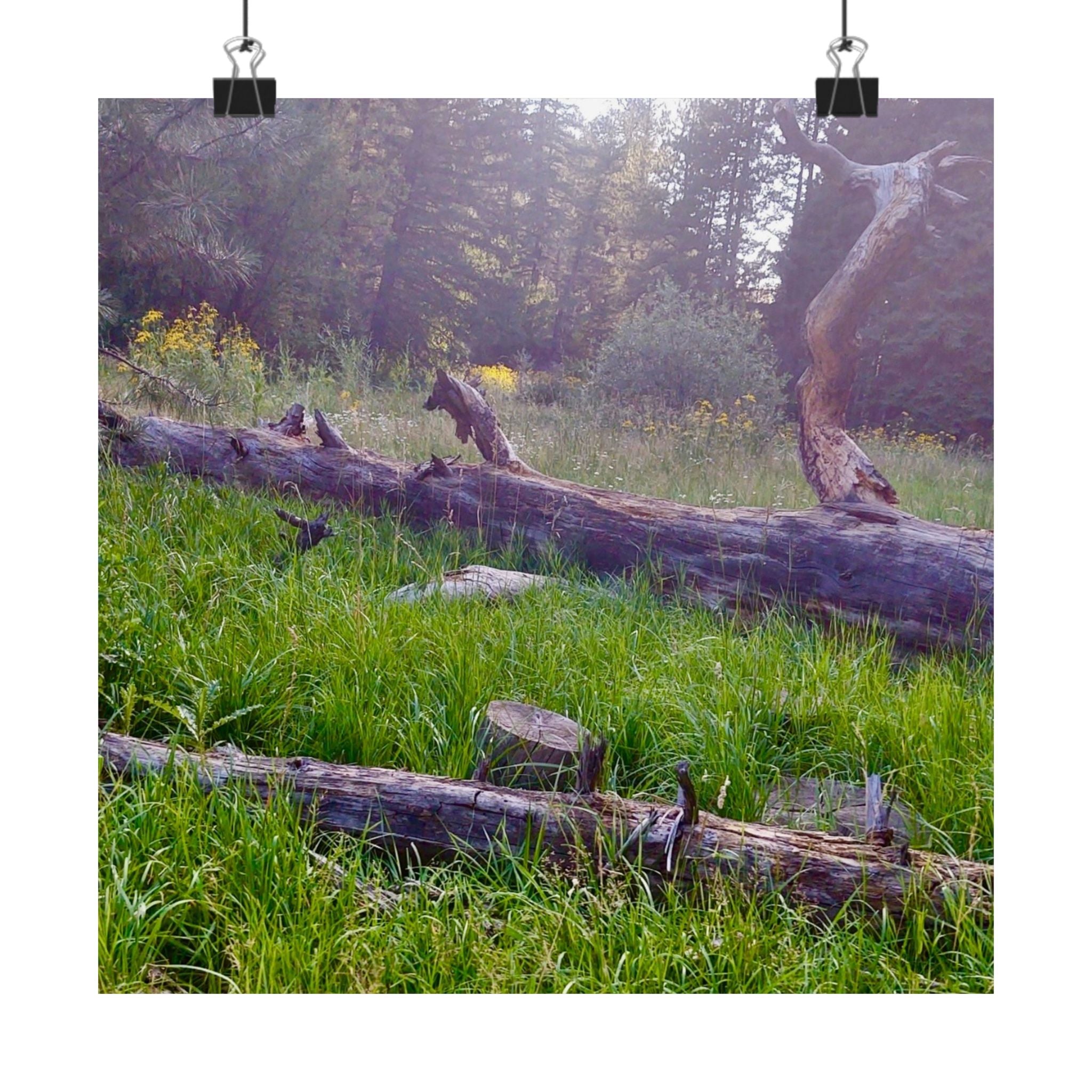 Nature-Inspired Matte Vertical Posters, Wall Art Decor, Forest Photo Prints, Home Aesthetic, Gift for Nature Lovers