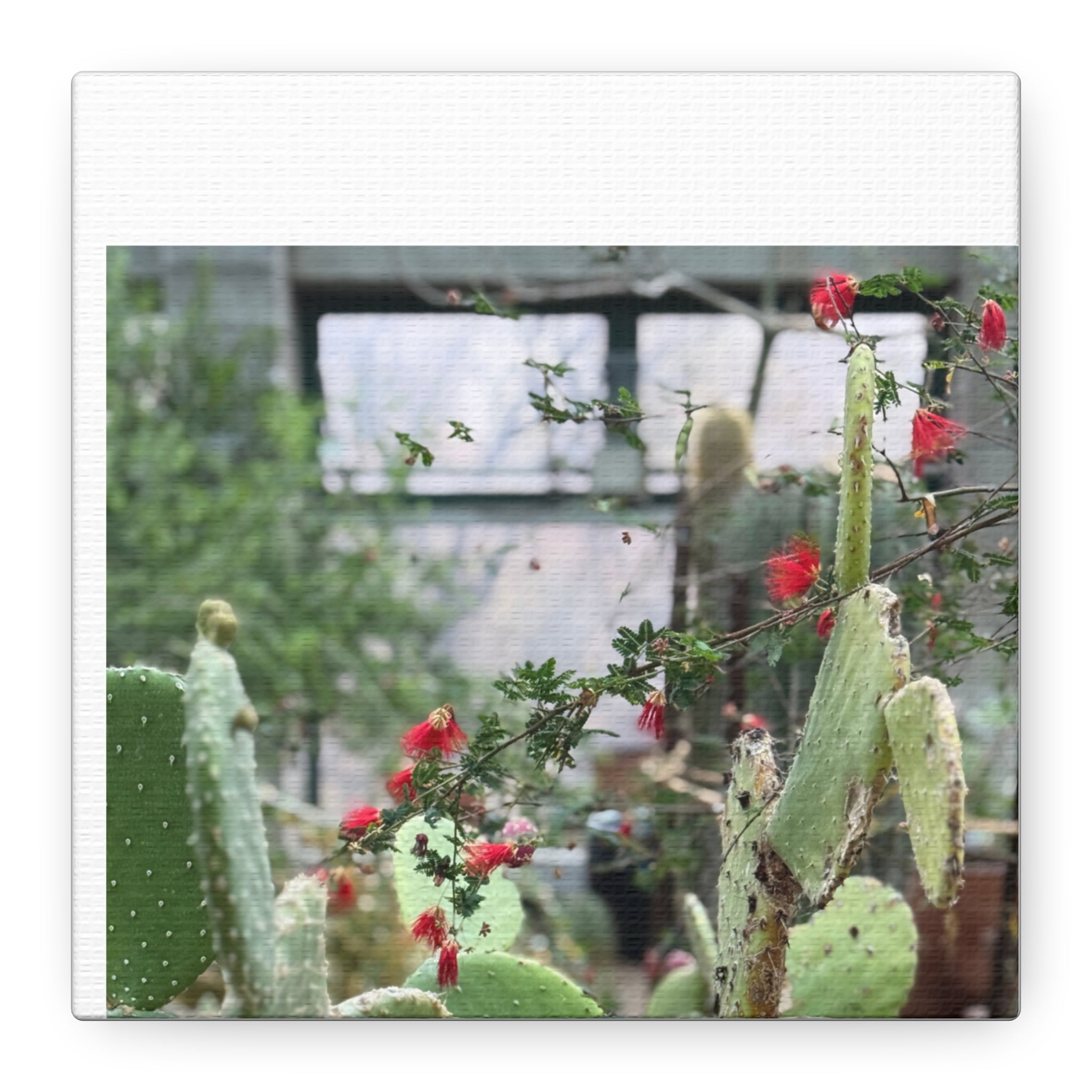 Cactus Wall Art Print, Nature Home Decor, Bohemian Style Artwork, Botanical Gift, Succulent Canvas