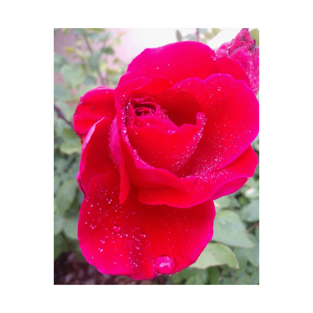 Vibrant Floral Matte Poster, Home Decor, Wall Art, Gift for Her, Red Rose Print, Botanical Wall Art, Romantic Decoration