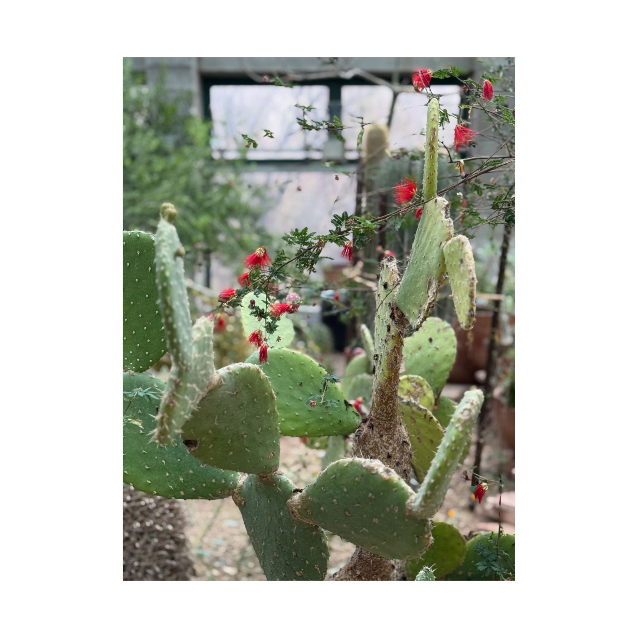 Cactus Vertical Wall Art, Boho Home Decor, Nature Print, Gift for Plant Lovers, Gallery Wall Decoration