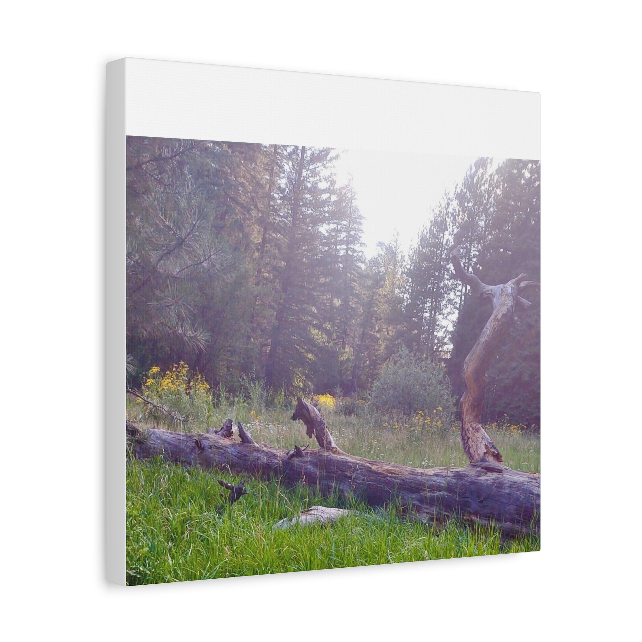Matte Canvas Wall Art - Serene Nature Scene, Perfect for Home Decor, Gift for Nature Lovers, Office Wall Decoration, Rustic Art Print