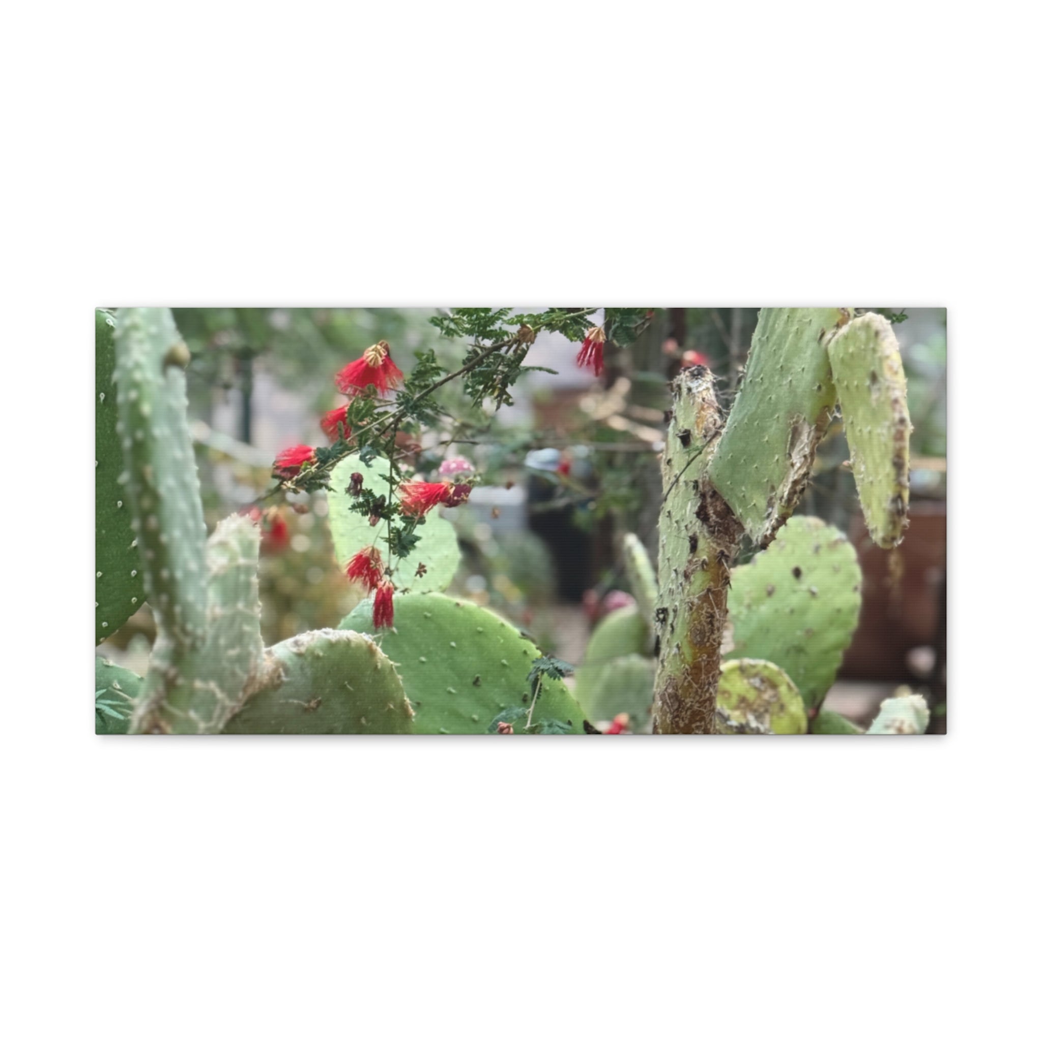 Cactus Artwork Print, Botanical Wall Decor, Succulent Canvas, Nature Lover Gift, Home Decoration