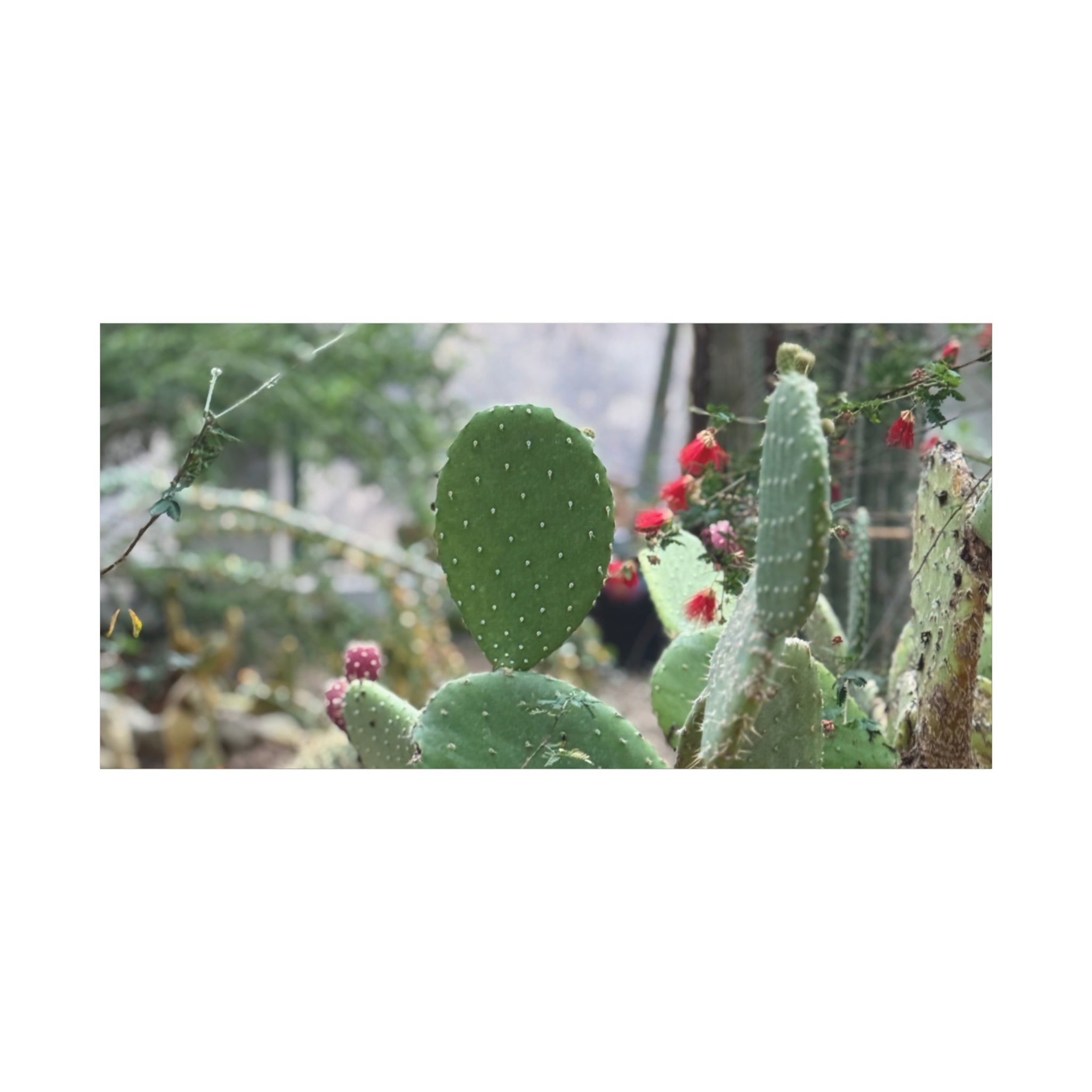 Cactus Matte Canvas Wall Art, Nature Decor, Southwestern Room Design, Green Plant Prints, Home and Office Wall Decor