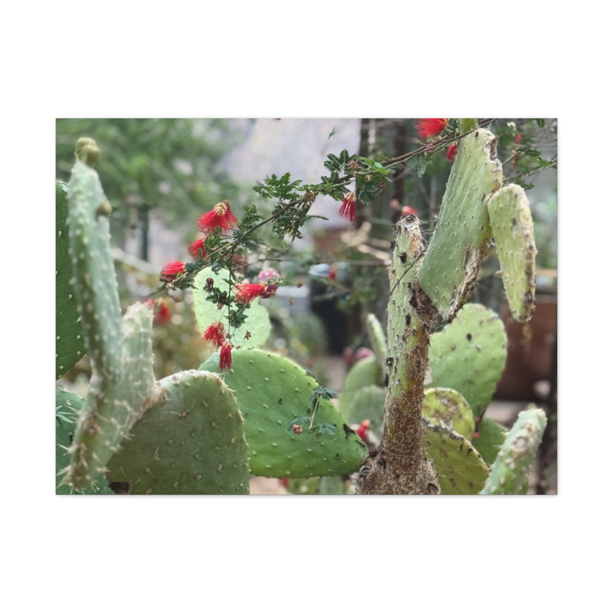 Cactus Artwork Print, Botanical Wall Decor, Succulent Canvas, Nature Lover Gift, Home Decoration