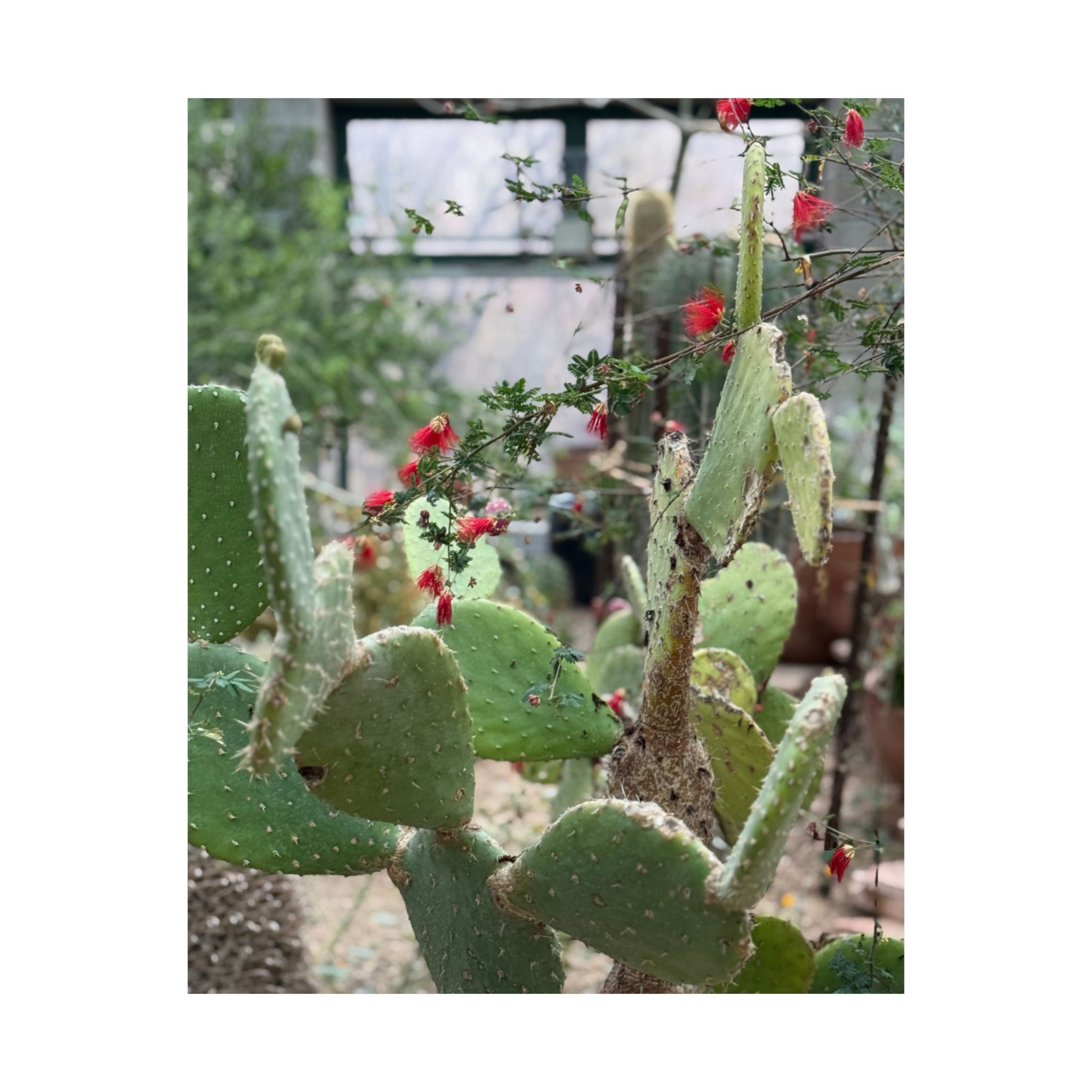 Cactus Vertical Wall Art, Boho Home Decor, Nature Print, Gift for Plant Lovers, Gallery Wall Decoration