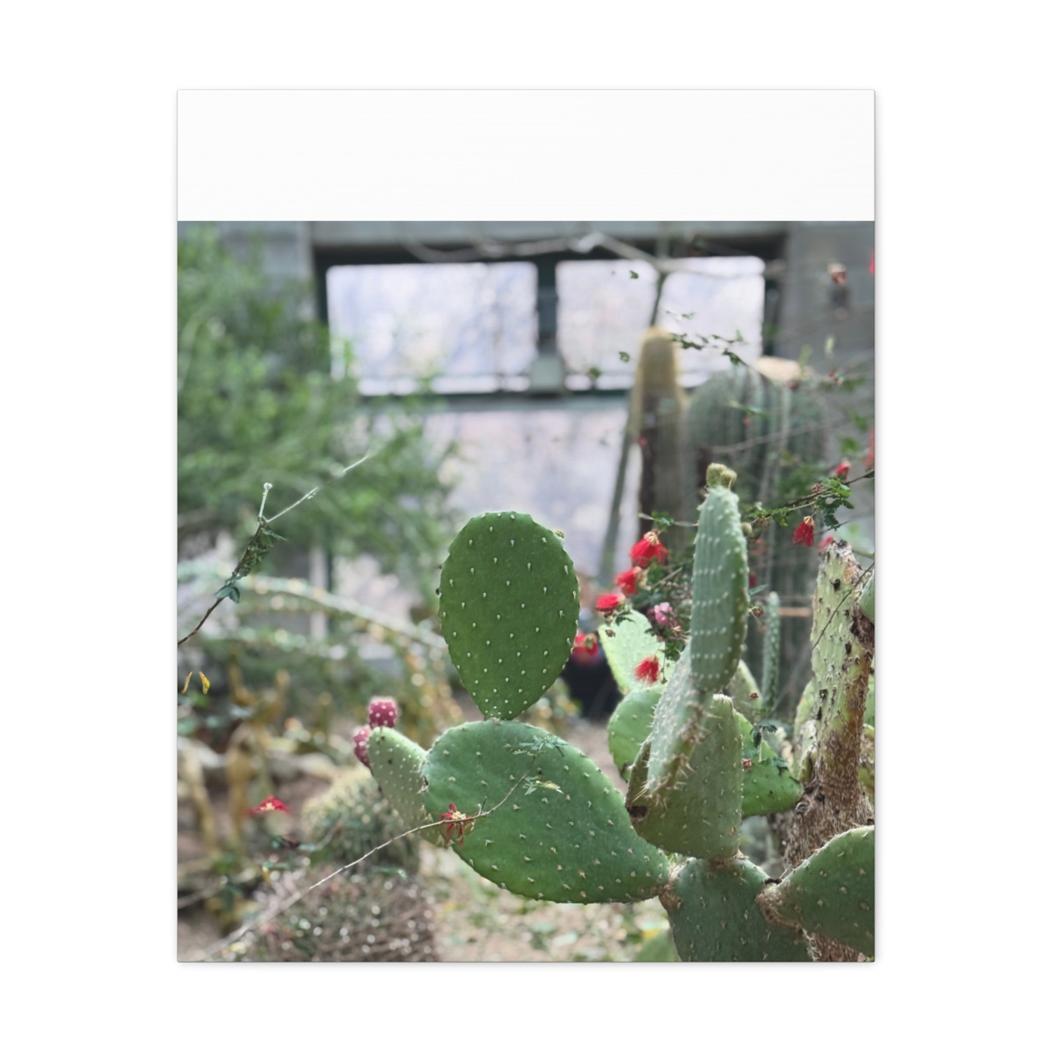 Cactus Matte Canvas Wall Art, Nature Decor, Southwestern Room Design, Green Plant Prints, Home and Office Wall Decor