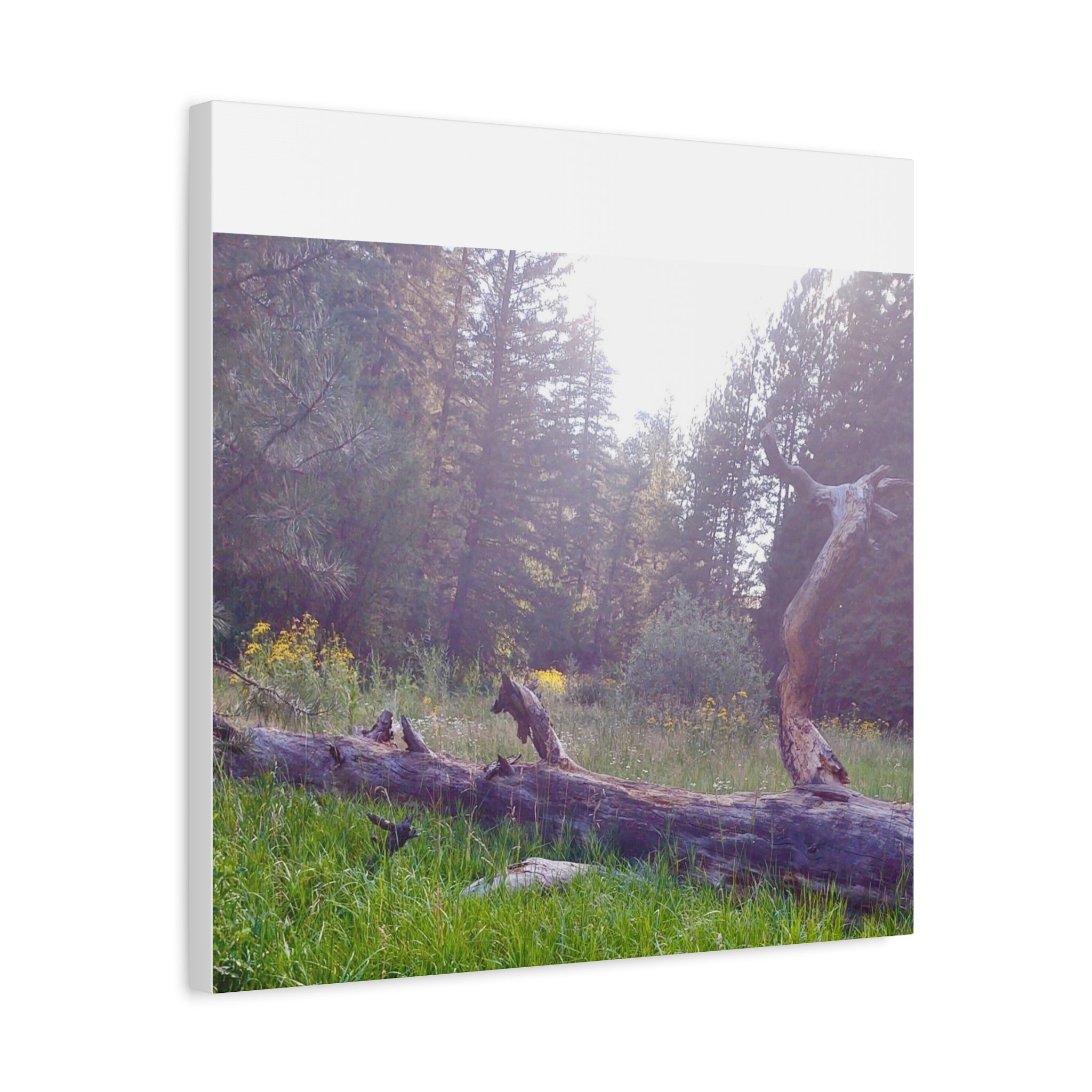 Matte Canvas Wall Art - Serene Nature Scene, Perfect for Home Decor, Gift for Nature Lovers, Office Wall Decoration, Rustic Art Print