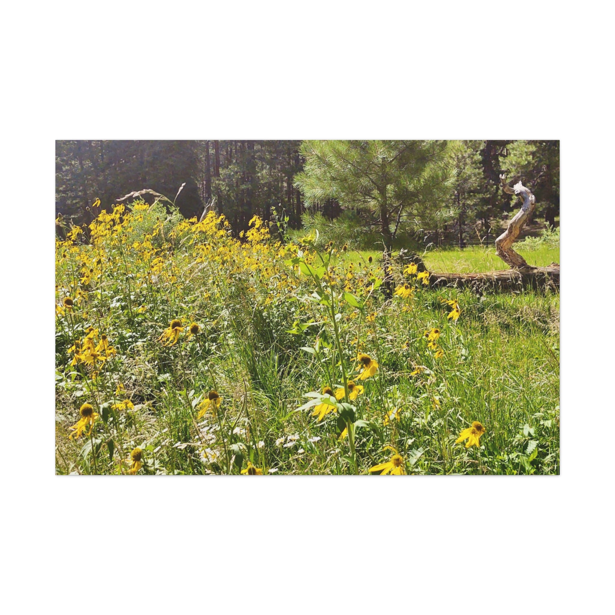 Canvas Wall Art, Nature Photography Decor, Floral Home Decor, Greenery Art Print, Gift for Nature Lovers