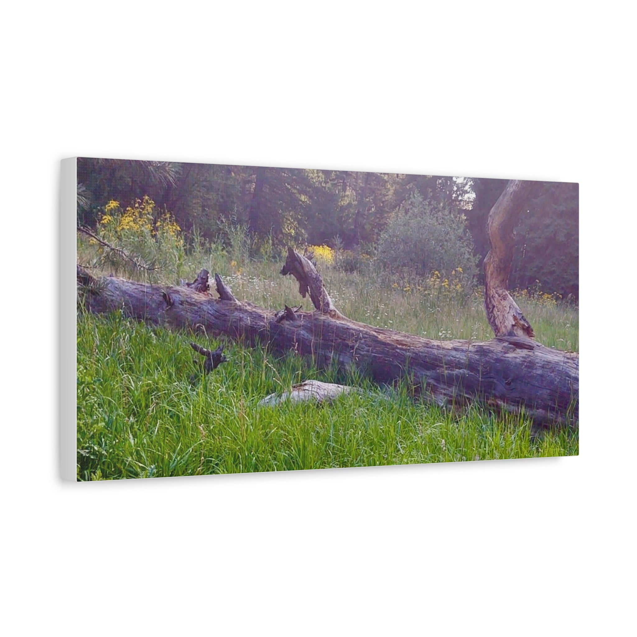 Matte Canvas Wall Art - Serene Nature Scene, Perfect for Home Decor, Gift for Nature Lovers, Office Wall Decoration, Rustic Art Print