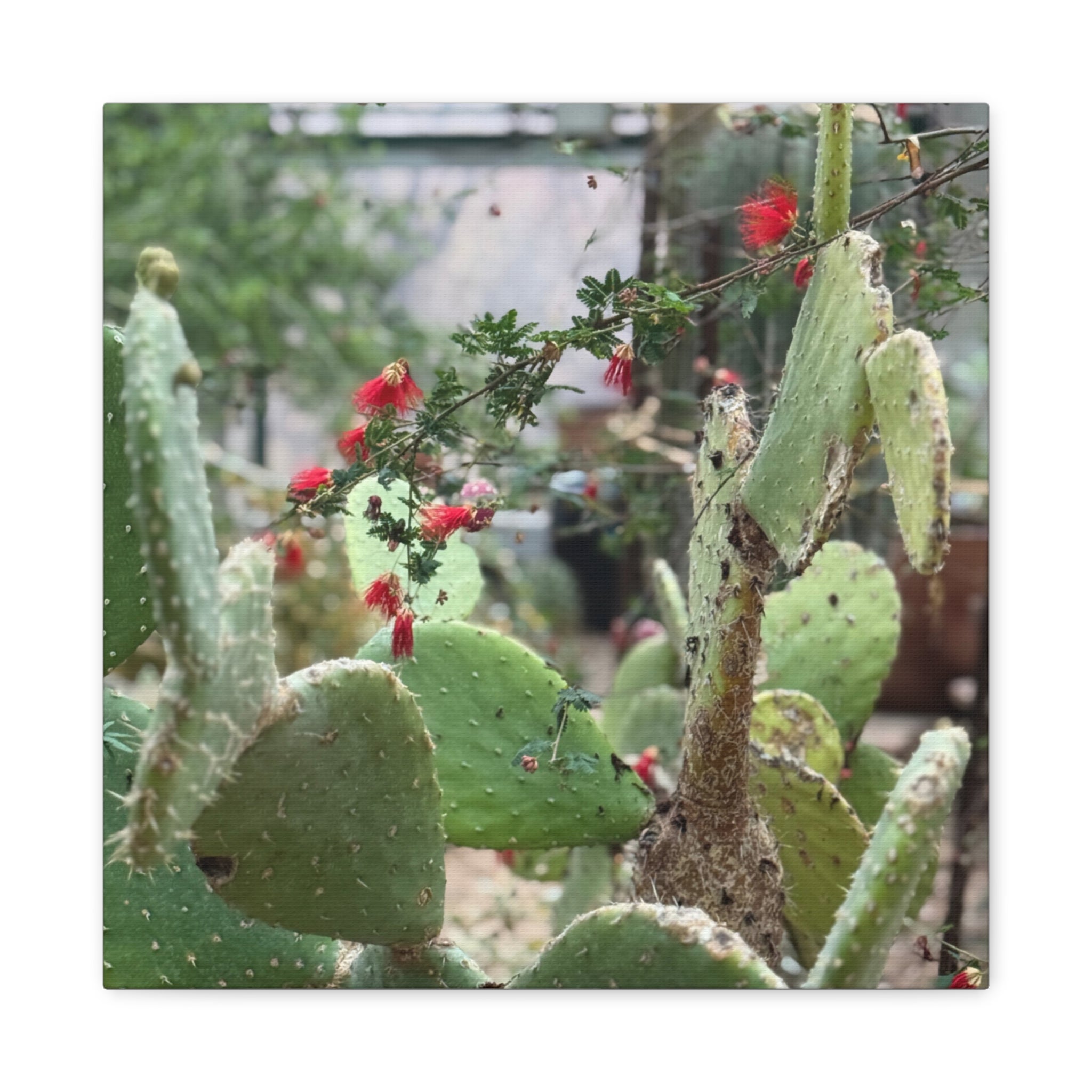 Cactus Artwork Print, Botanical Wall Decor, Succulent Canvas, Nature Lover Gift, Home Decoration