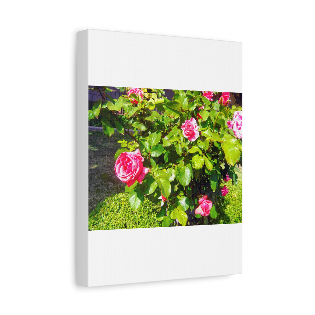 Floral Canvas Wall Art, Pink Rose Decor, Home Gallery Piece, Flower Photography, Garden Wall Decor, Floral Print