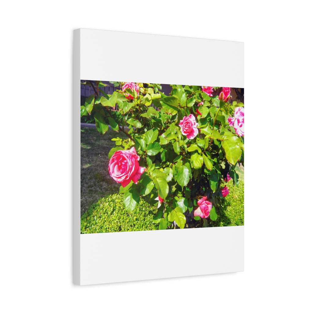 Floral Canvas Wall Art, Pink Rose Decor, Home Gallery Piece, Flower Photography, Garden Wall Decor, Floral Print