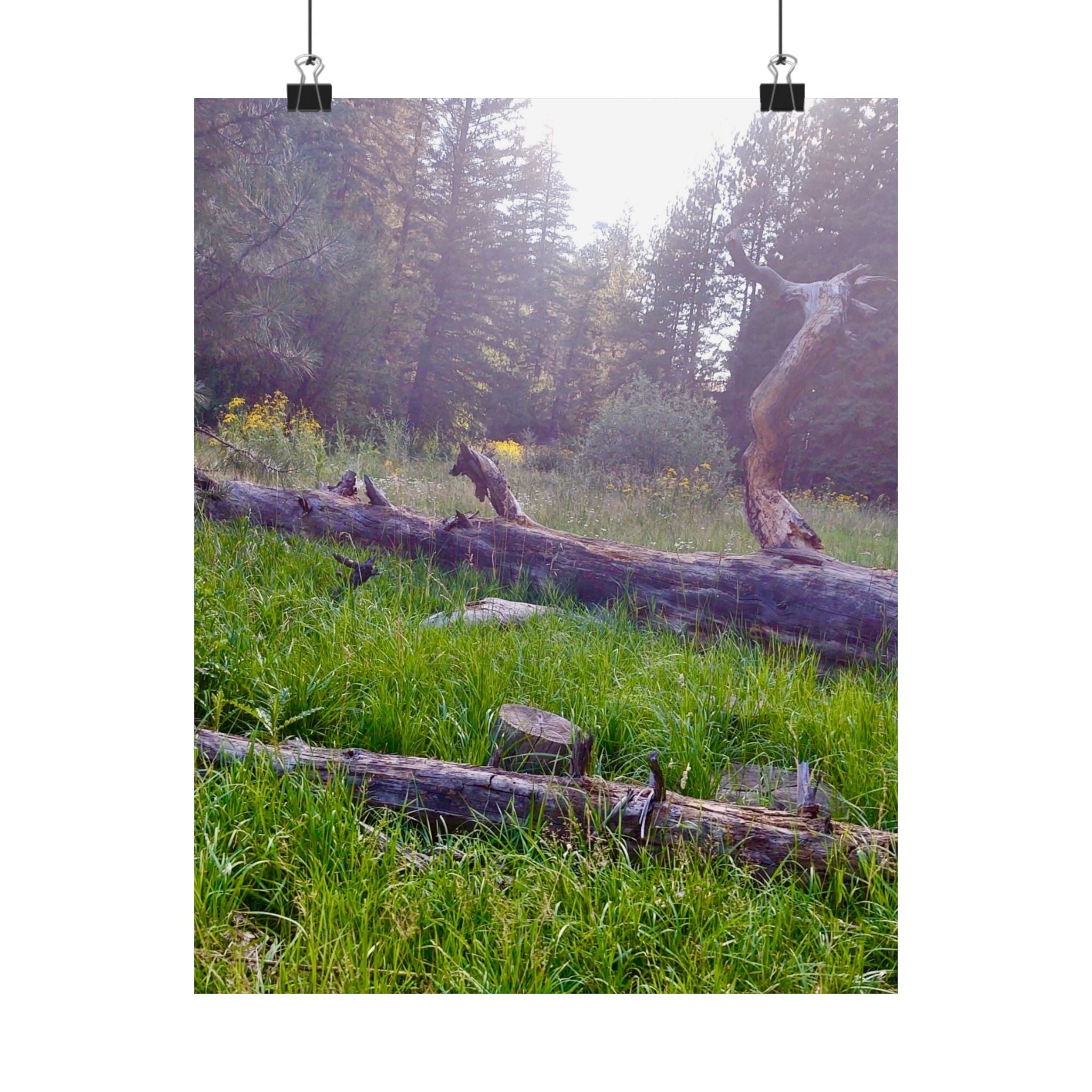 Nature-Inspired Matte Vertical Posters, Wall Art Decor, Forest Photo Prints, Home Aesthetic, Gift for Nature Lovers