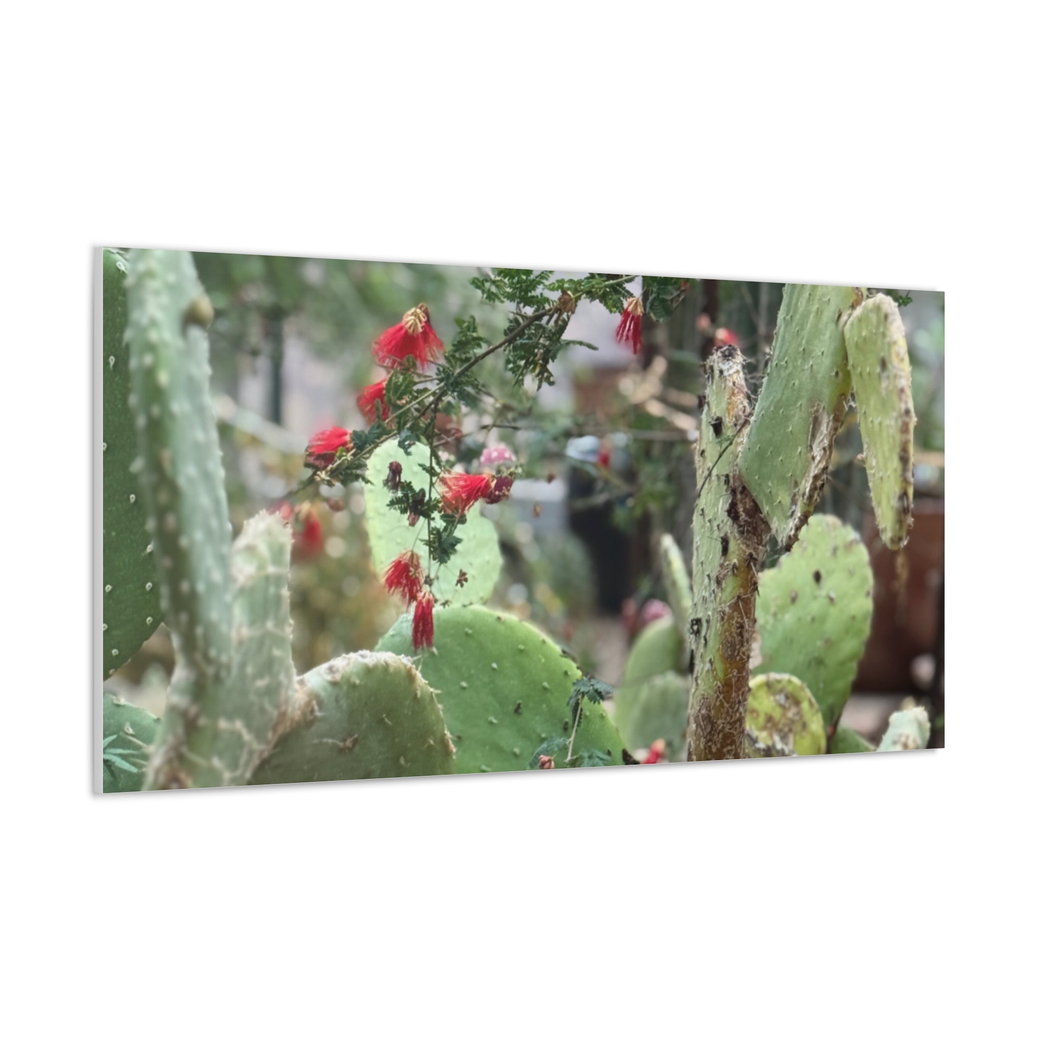 Cactus Artwork Print, Botanical Wall Decor, Succulent Canvas, Nature Lover Gift, Home Decoration