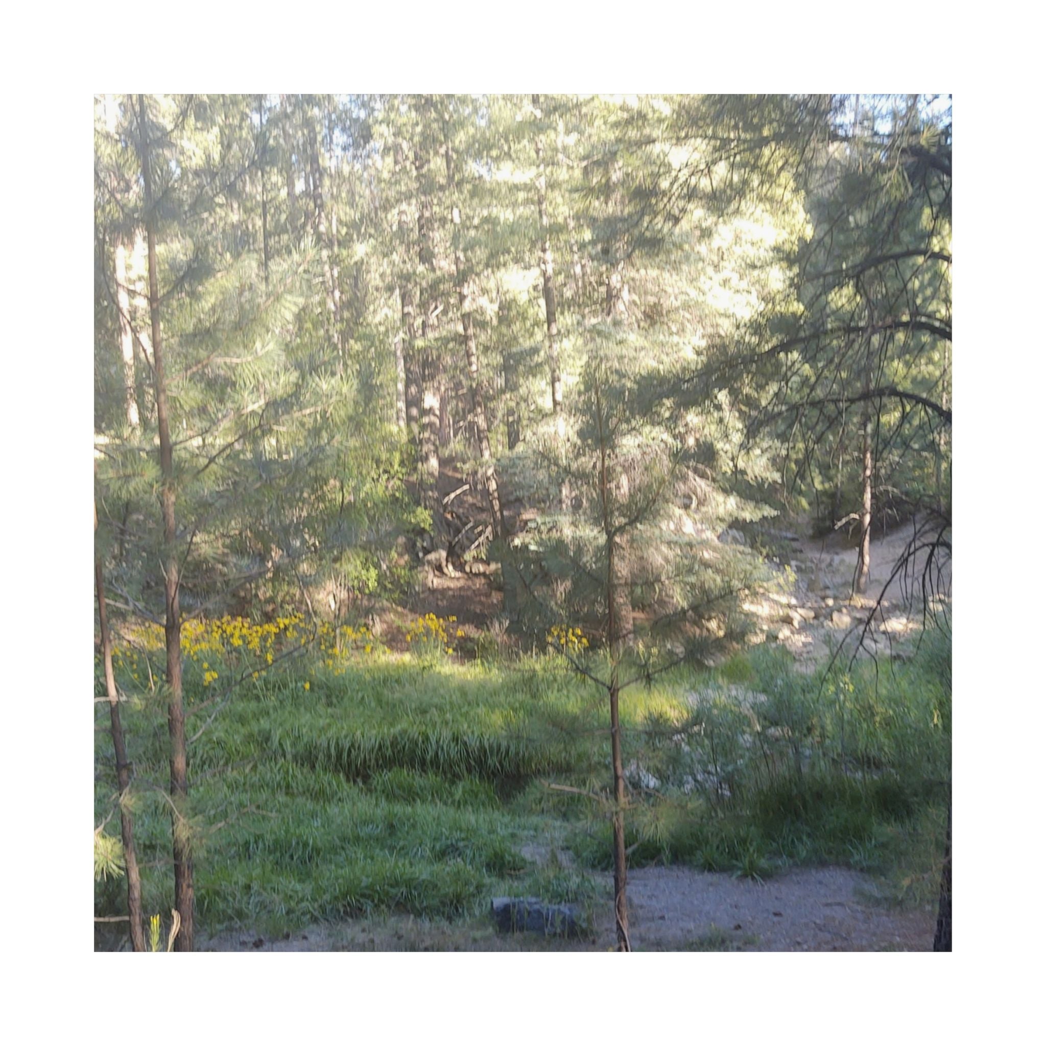 Nature-Inspired Matte Vertical Posters, Wall Art Prints, Home Decor, Aesthetic Decor, Nature Photography, Botanical Wall Art