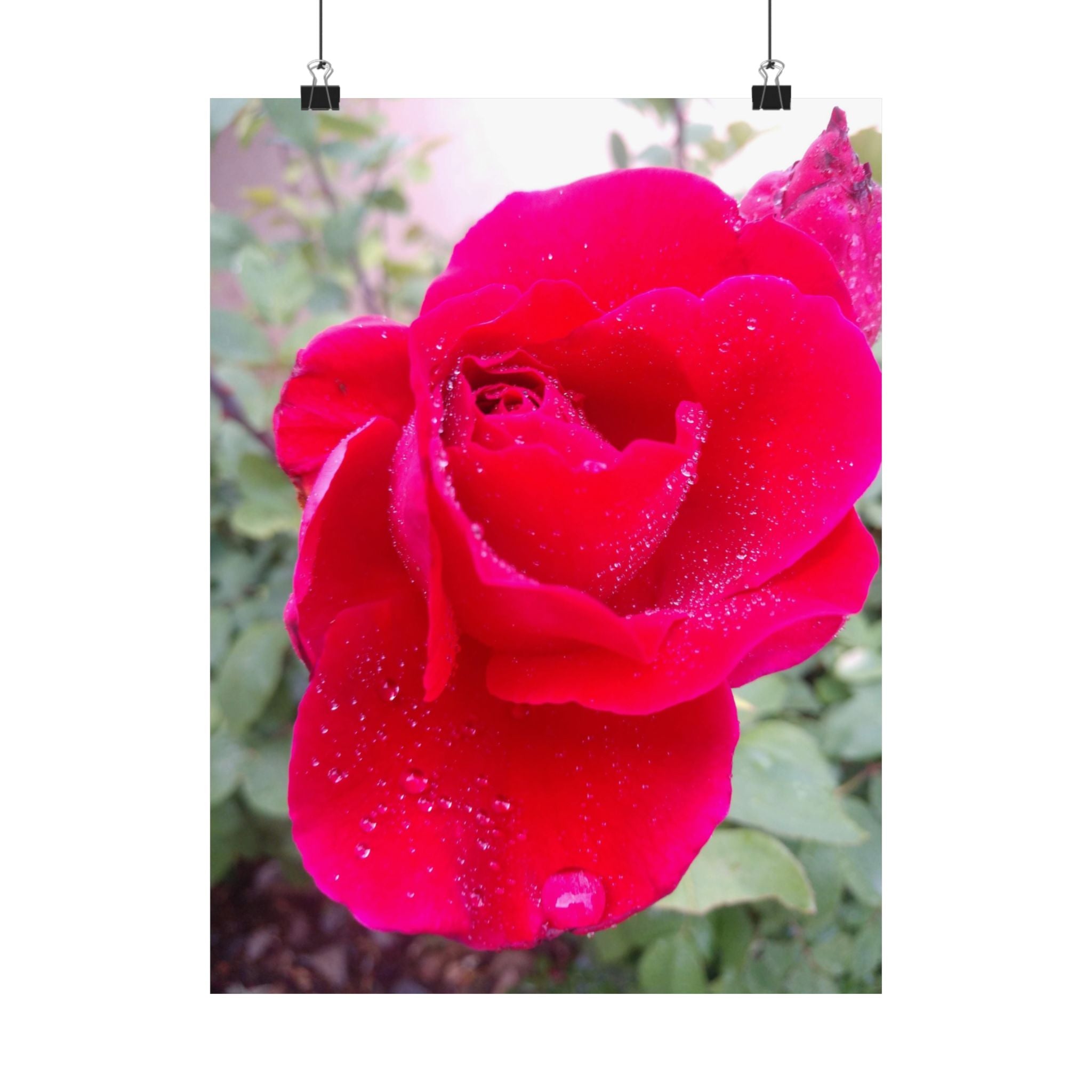 Vibrant Floral Matte Poster, Home Decor, Wall Art, Gift for Her, Red Rose Print, Botanical Wall Art, Romantic Decoration