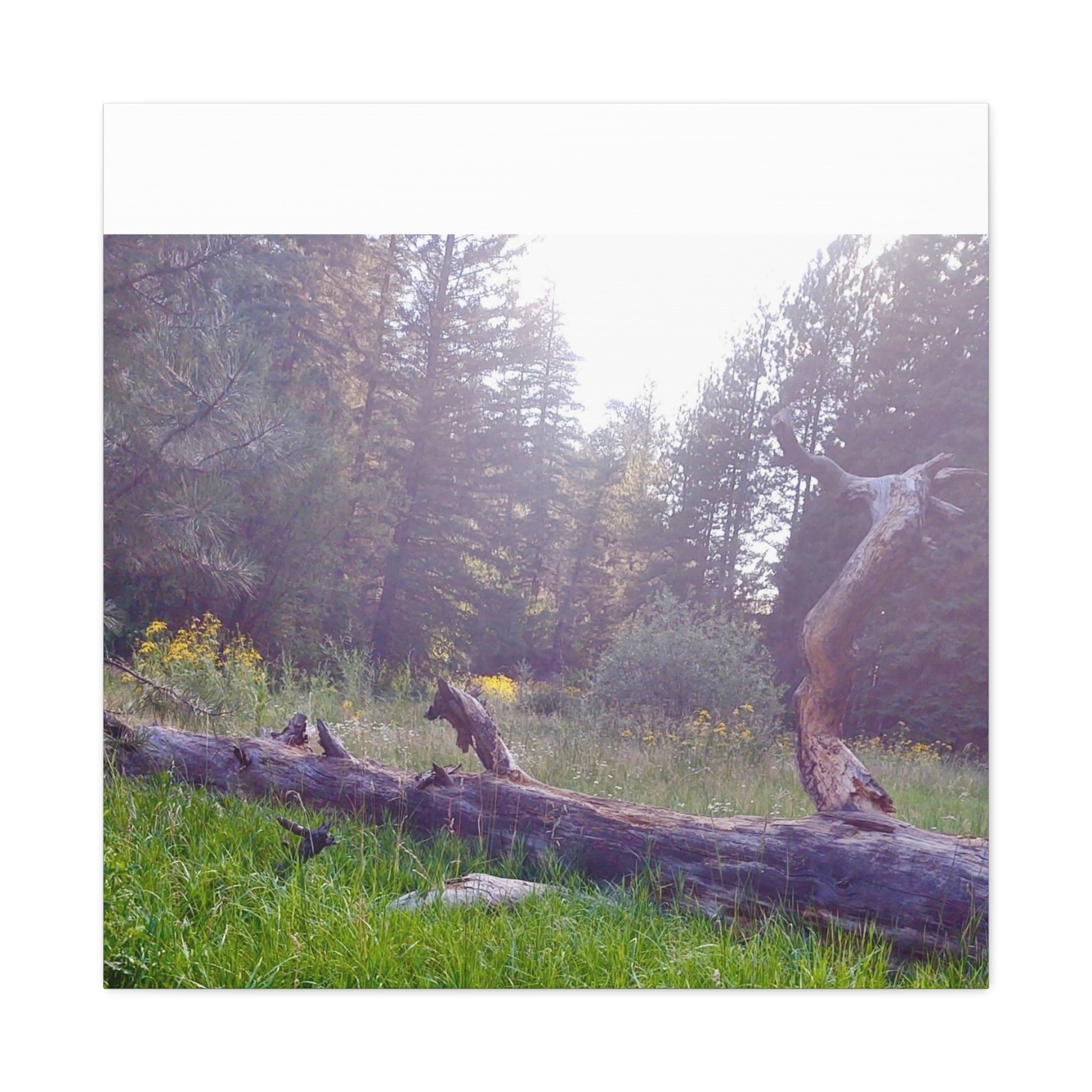 Matte Canvas Wall Art - Serene Nature Scene, Perfect for Home Decor, Gift for Nature Lovers, Office Wall Decoration, Rustic Art Print