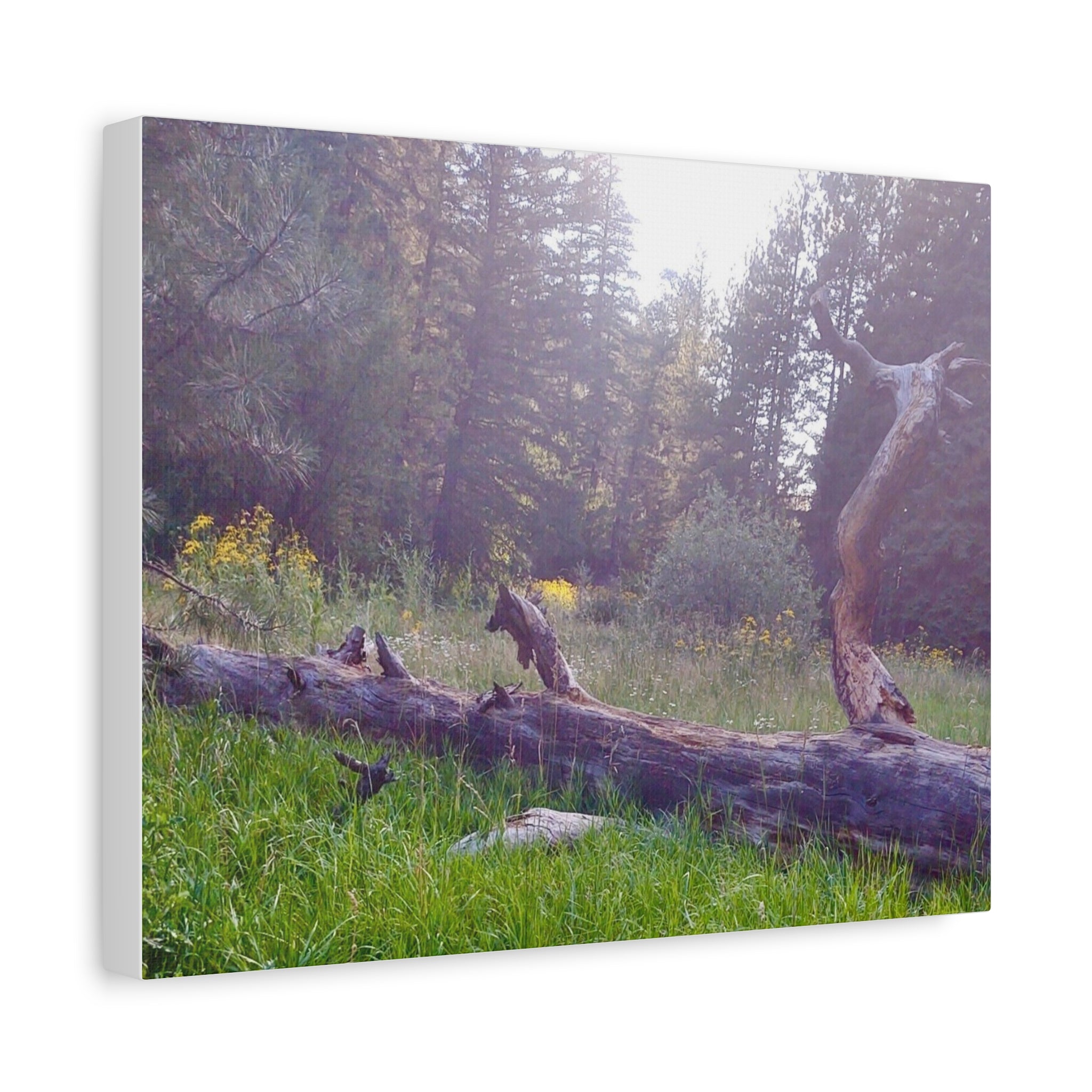 Matte Canvas Wall Art - Serene Nature Scene, Perfect for Home Decor, Gift for Nature Lovers, Office Wall Decoration, Rustic Art Print