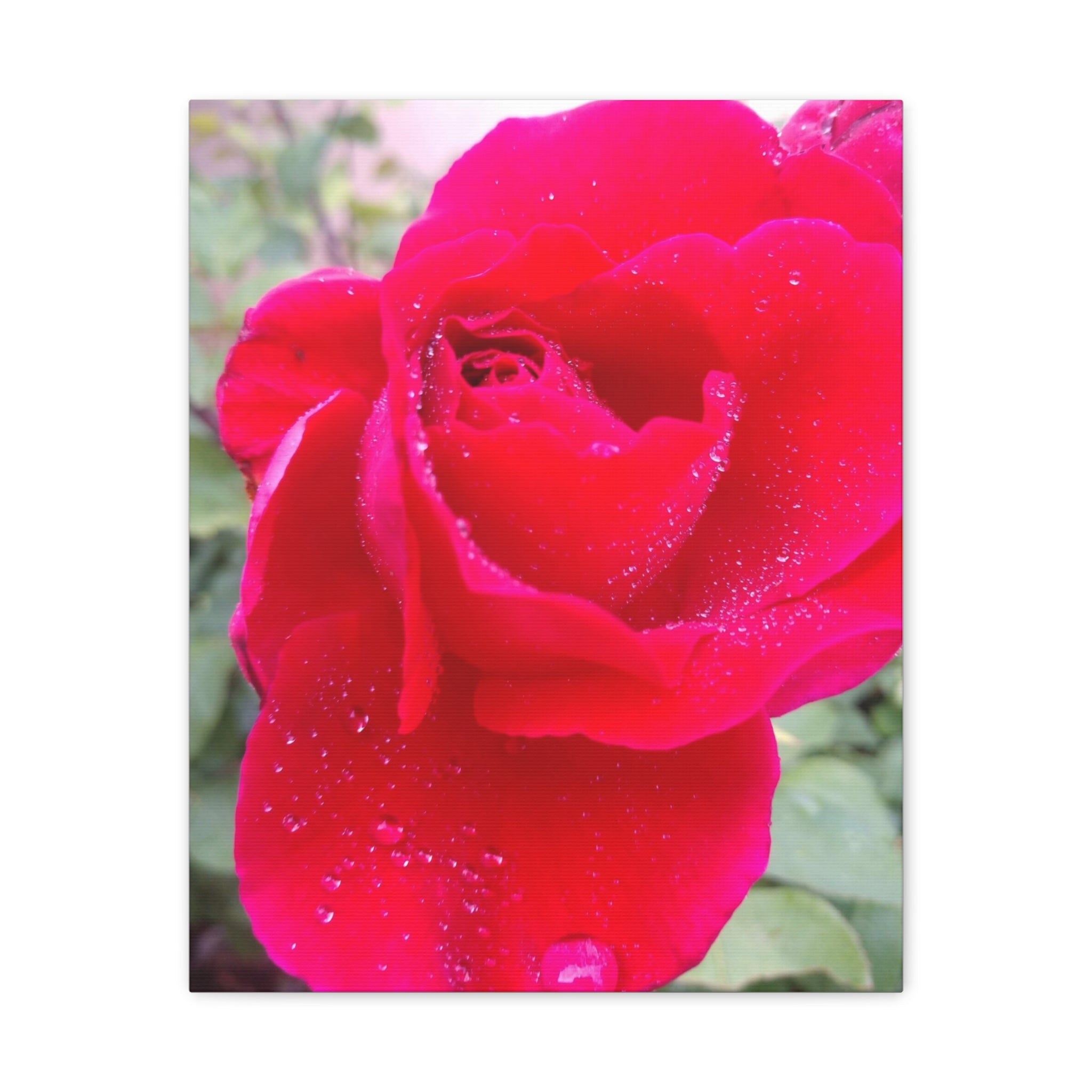 Stunning Floral Canvas Print, Home Decor, Wall Art, Gift for Flower Lovers, Red Rose Art, Mother's Day Gift