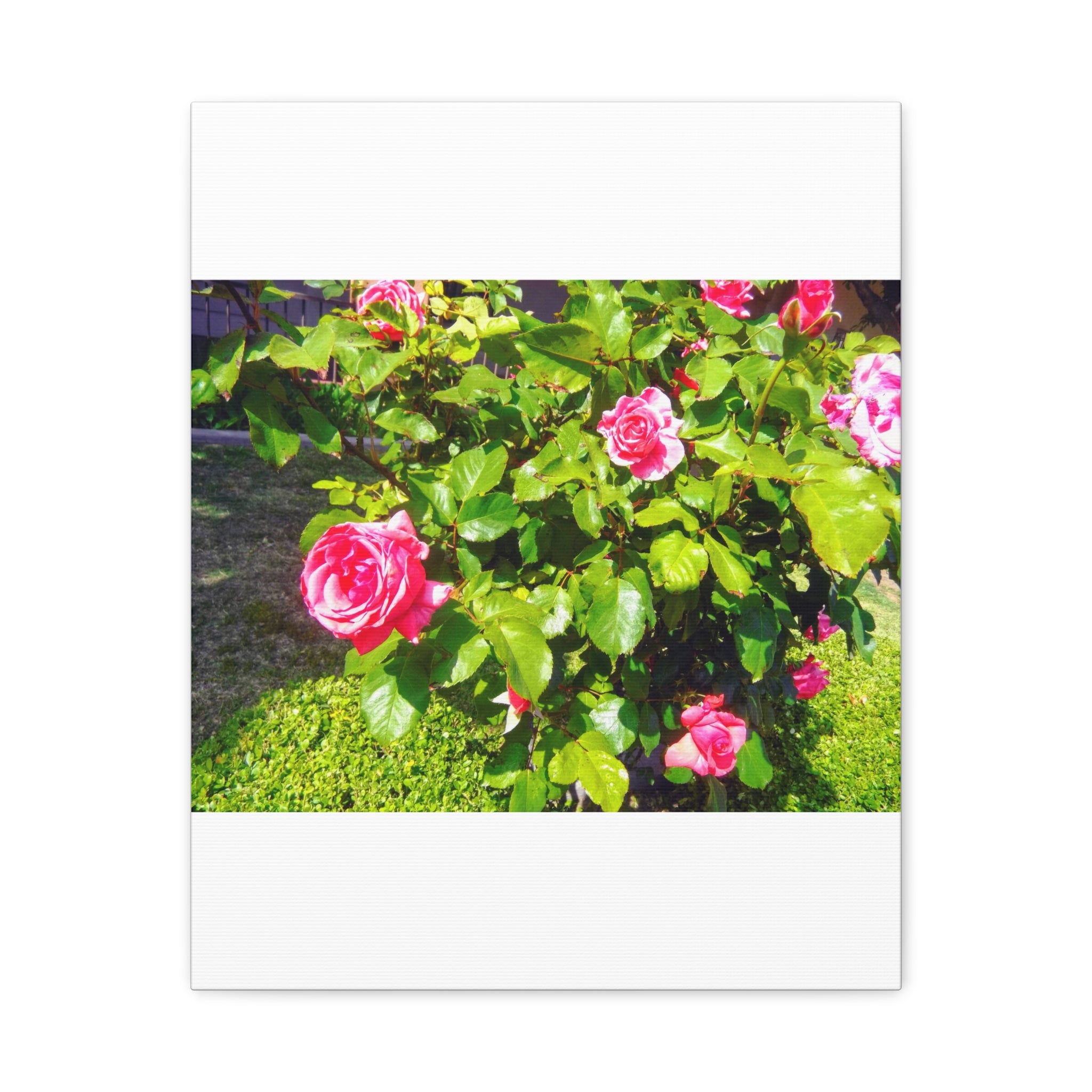 Floral Canvas Wall Art, Pink Rose Decor, Home Gallery Piece, Flower Photography, Garden Wall Decor, Floral Print