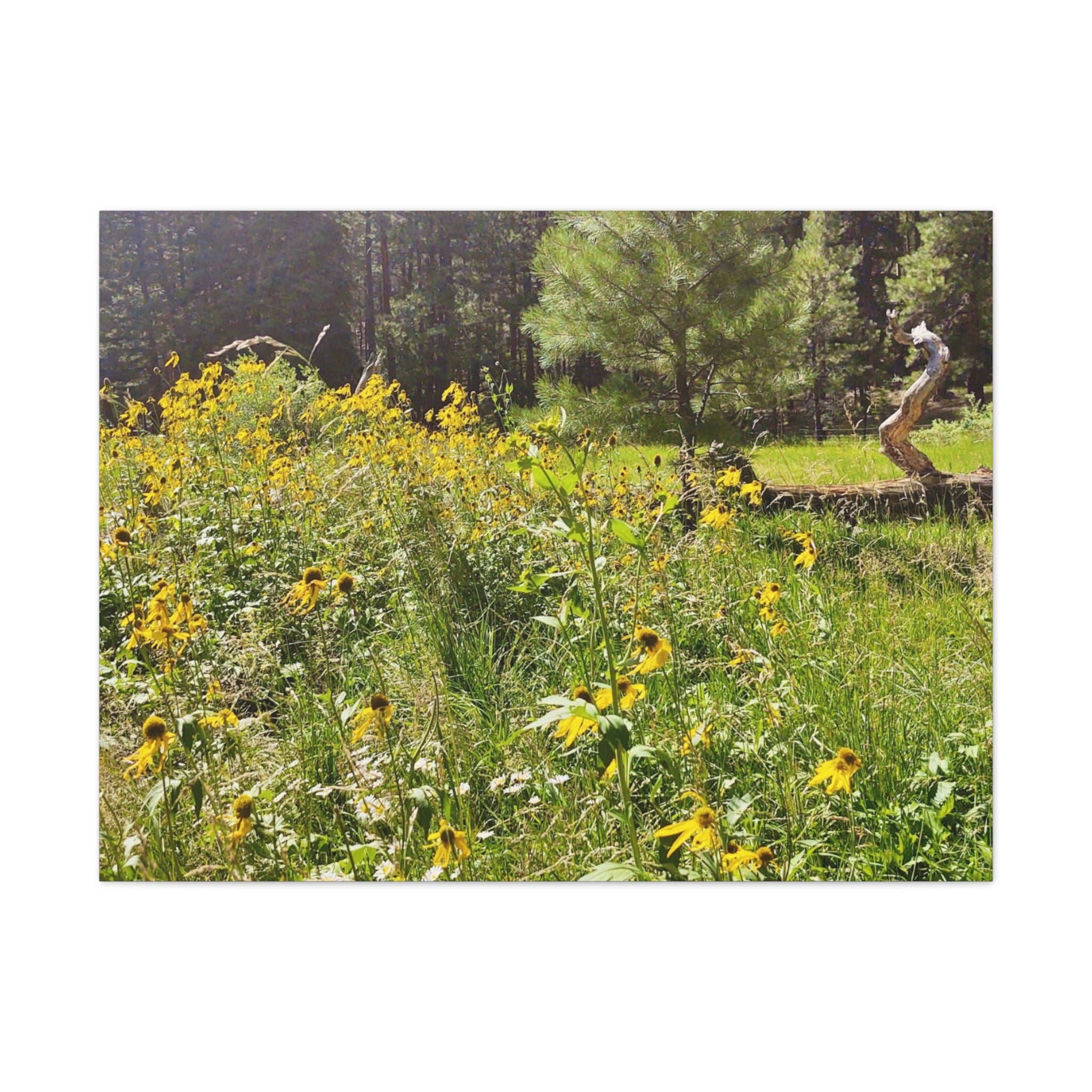 Canvas Wall Art, Nature Photography Decor, Floral Home Decor, Greenery Art Print, Gift for Nature Lovers