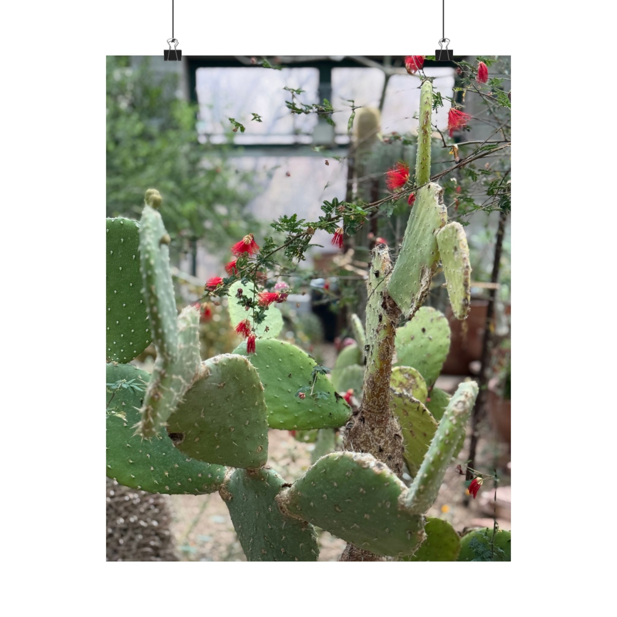 Cactus Wall Art Poster, Botanical Decor, Vertical Matte Print, Nature Lover Gift, Home Gallery Decoration
